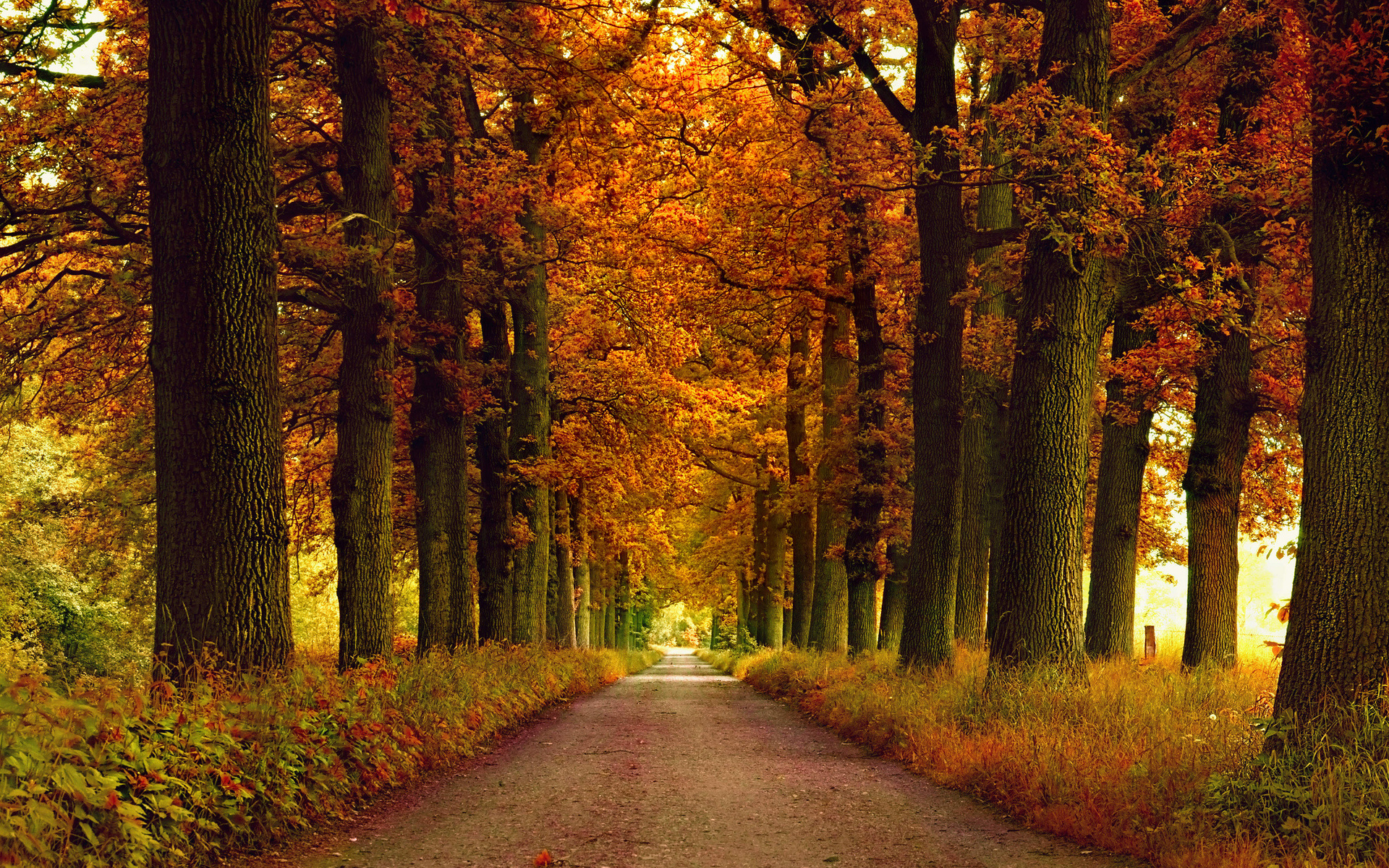 roads, landscape, trees, autumn, orange