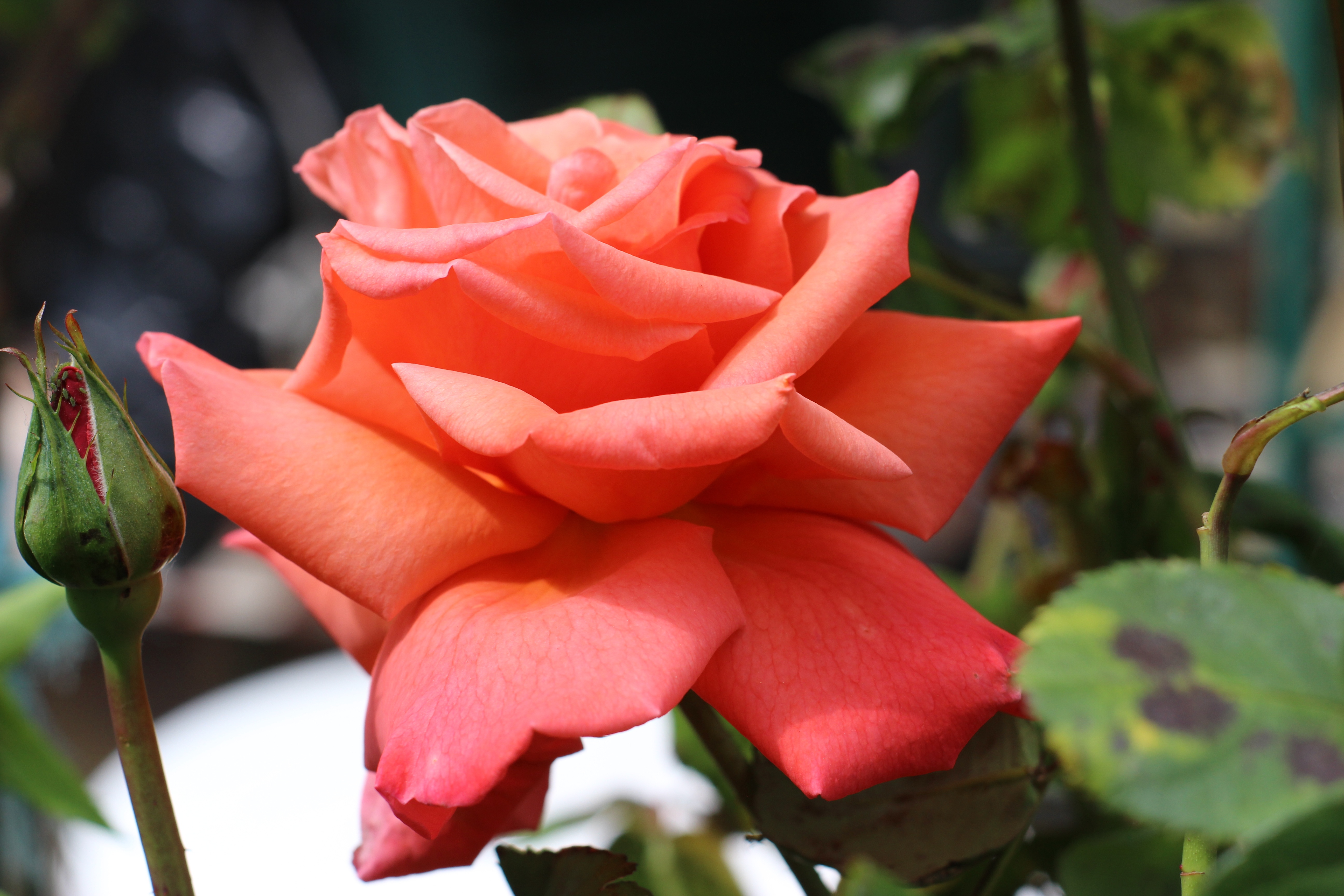 Download mobile wallpaper Petals, Bud, Rose, Close Up, Flowers, Rose Flower for free.