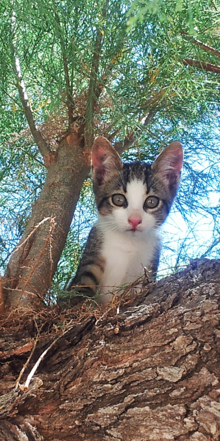 Descarga gratuita de fondo de pantalla para móvil de Animales, Gatos, Gato, Gatito.