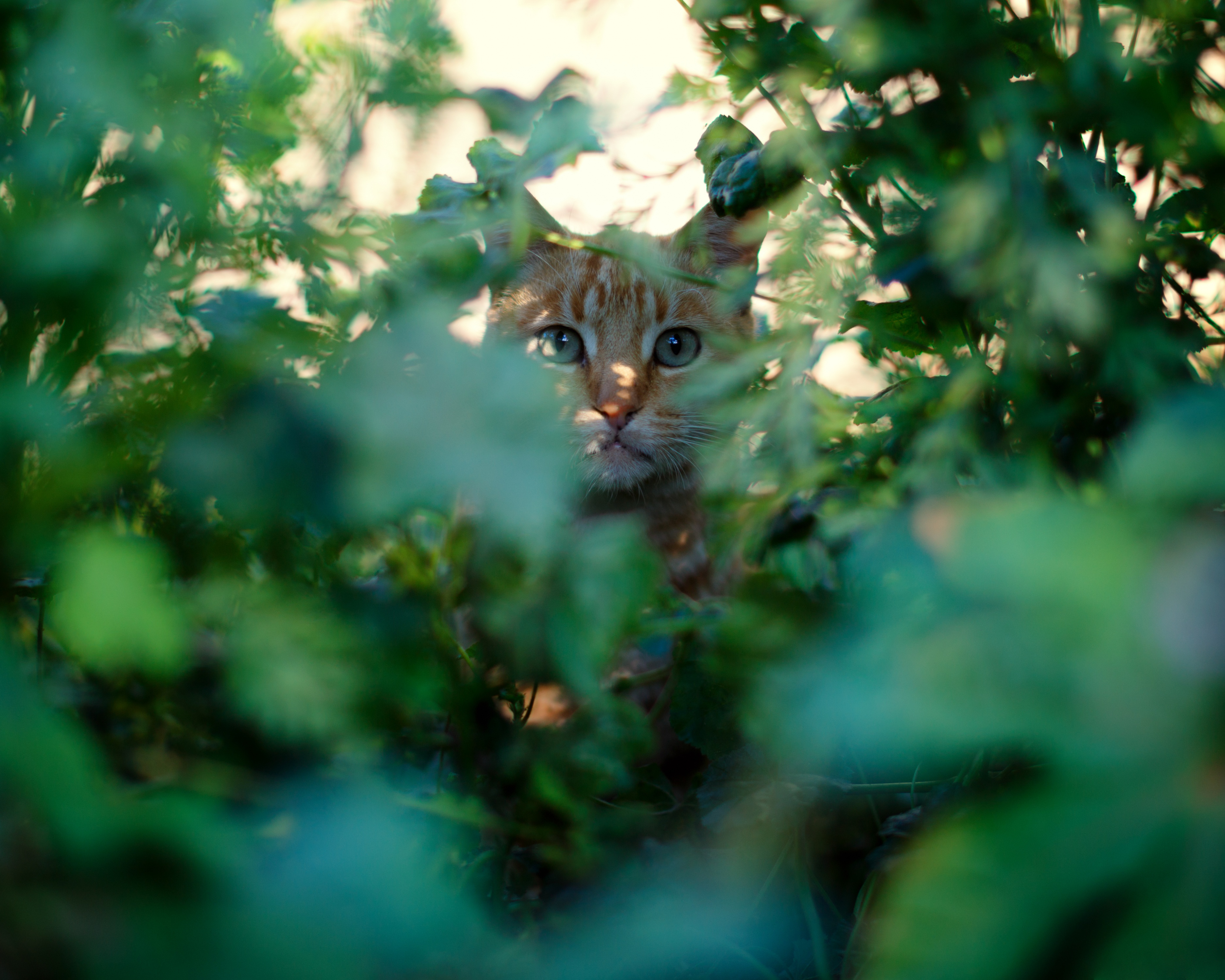 Descarga gratuita de fondo de pantalla para móvil de Animales, Gatos, Gato.