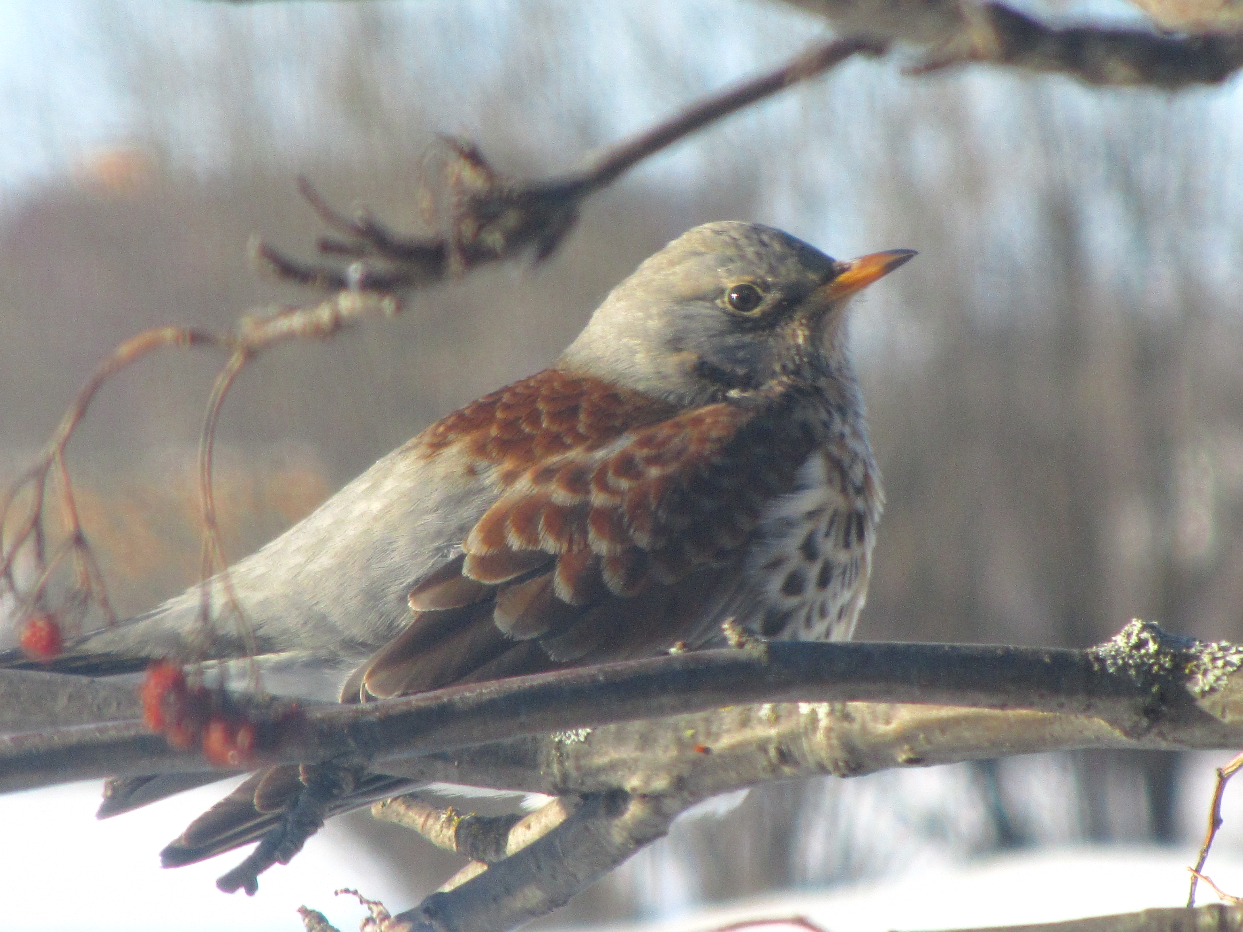 Laden Sie das Tiere, Vögel, Vogel-Bild kostenlos auf Ihren PC-Desktop herunter