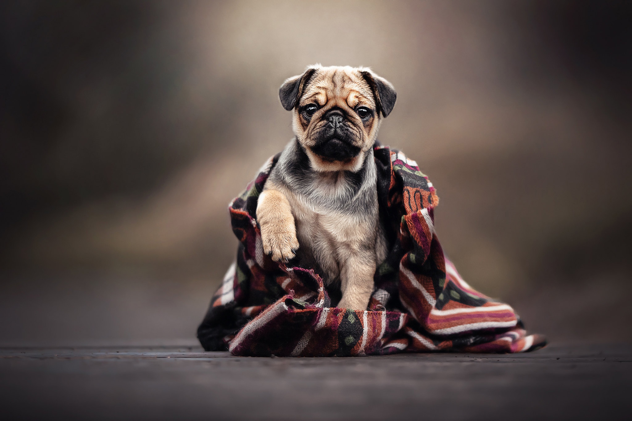 Download mobile wallpaper Dogs, Dog, Animal, Pug for free.