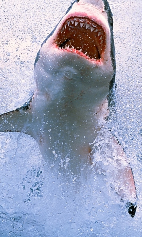 Baixar papel de parede para celular de Animais, Peixe, Tubarão, Grande Tubarão Branco gratuito.