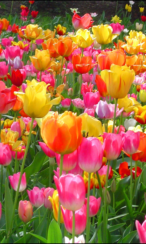 Descarga gratuita de fondo de pantalla para móvil de Naturaleza, Flores, Campo, Colores, Vistoso, Tulipán, Flor Amarilla, Flor Purpura, Flor Roja, Tierra/naturaleza.