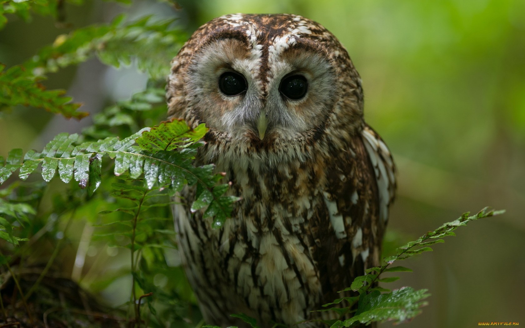 Free download wallpaper Birds, Animals, Owl on your PC desktop