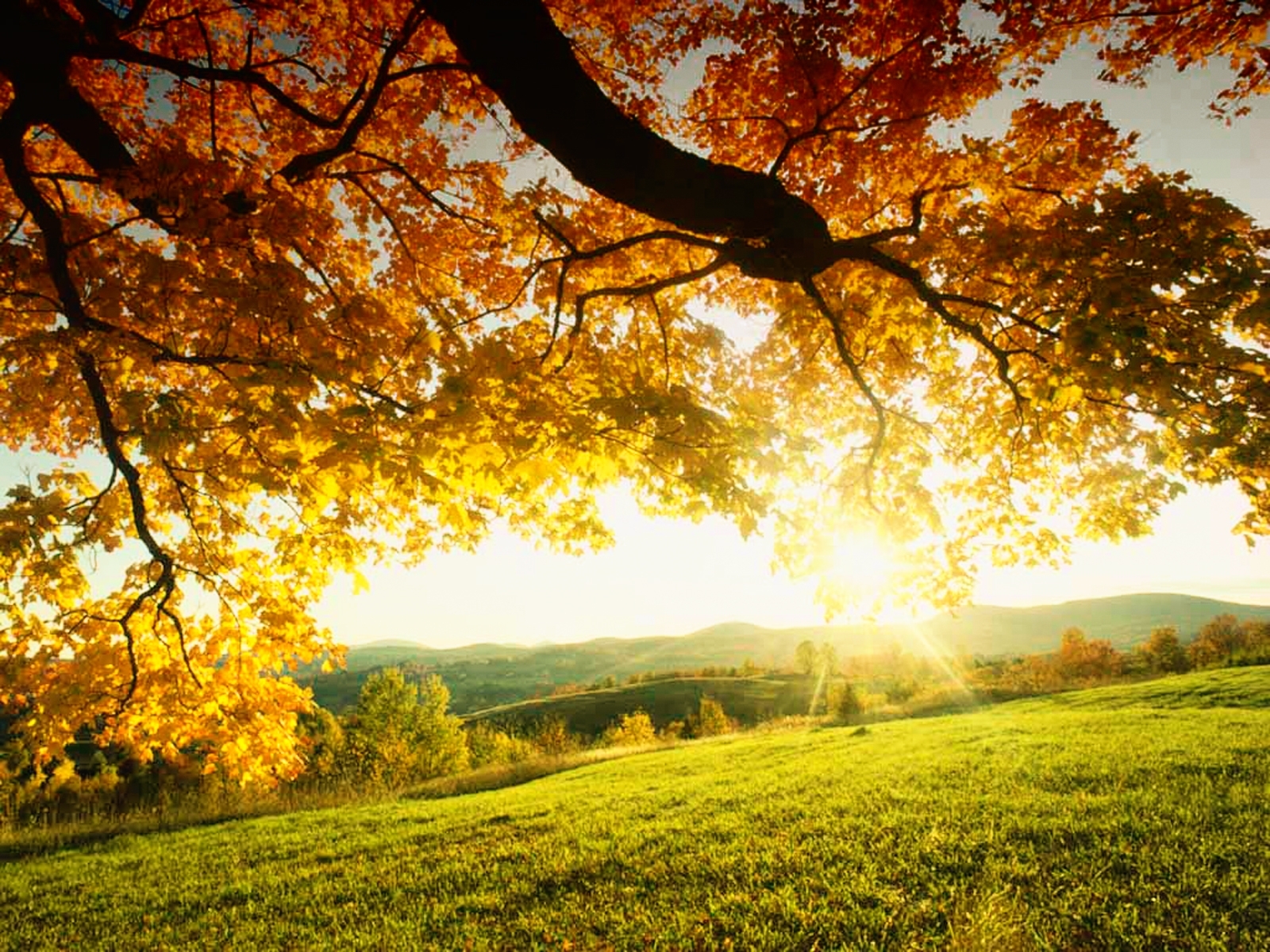 Handy-Wallpaper Bäume, Sun, Landschaft, Herbst kostenlos herunterladen.