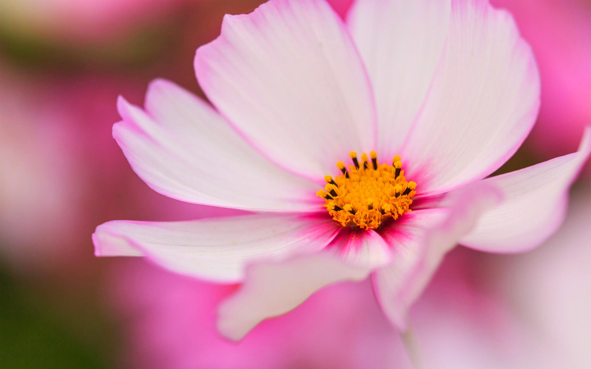 Descarga gratuita de fondo de pantalla para móvil de Flores, Flor, Tierra/naturaleza.