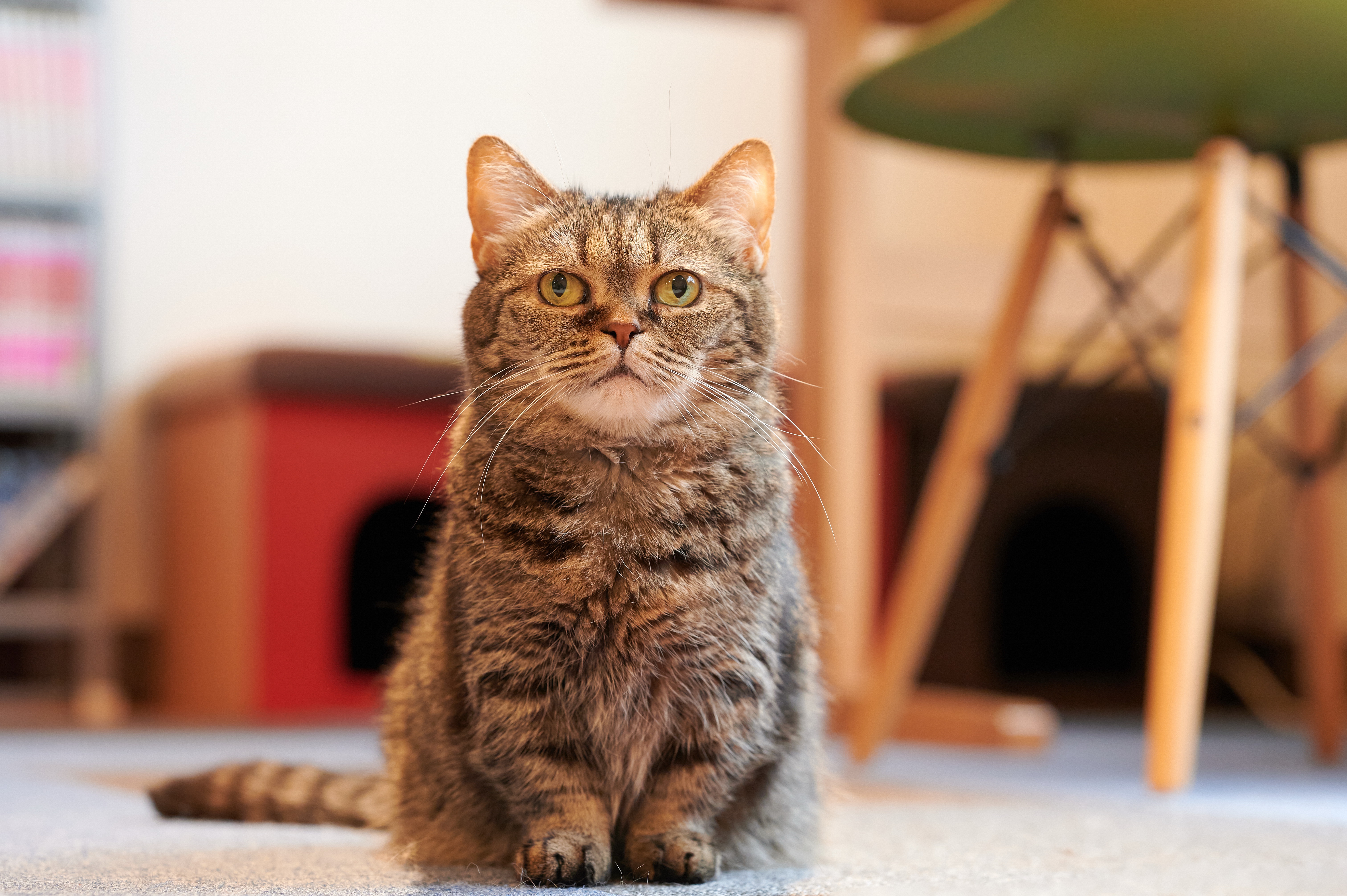 Baixe gratuitamente a imagem Animais, Gatos, Gato, Olhar Fixamente na área de trabalho do seu PC