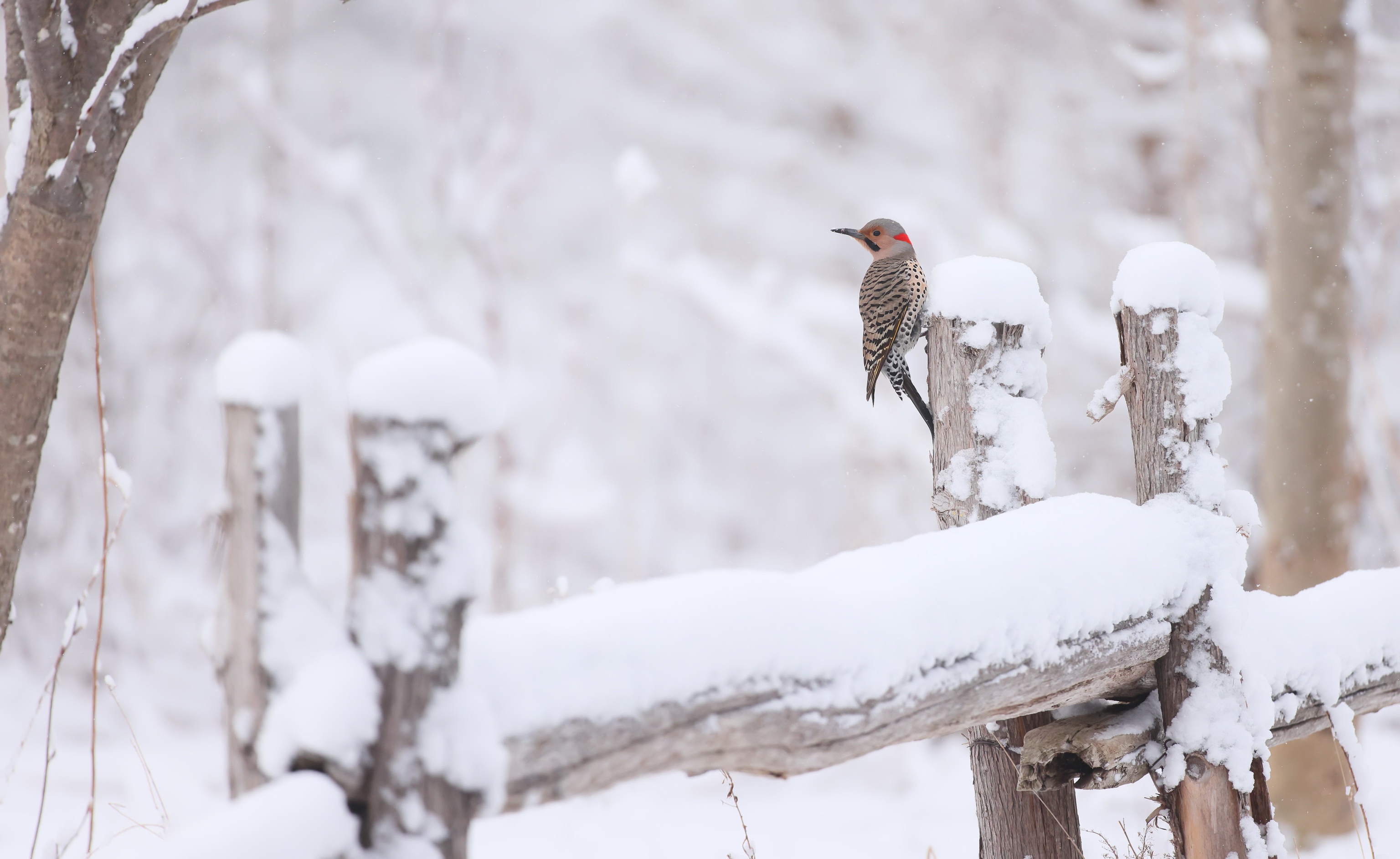 PCデスクトップに動物, 冬, 鳥, 雪, ノーザンフリッカー画像を無料でダウンロード