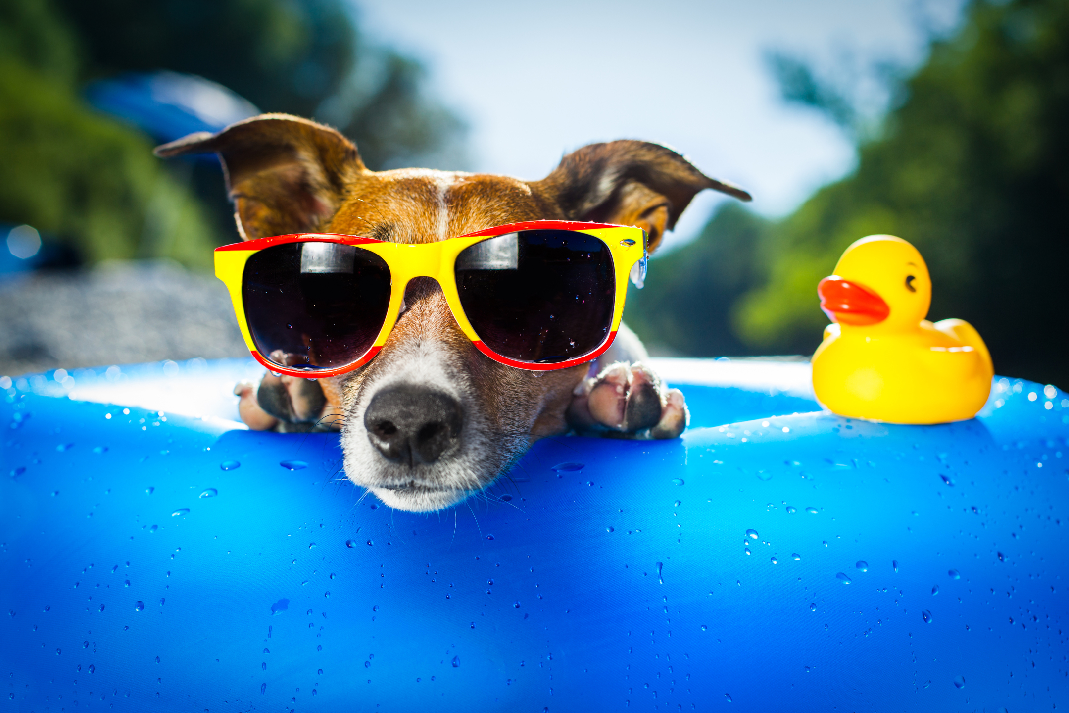 Free download wallpaper Dogs, Summer, Dog, Animal, Sunglasses, Jack Russell Terrier on your PC desktop