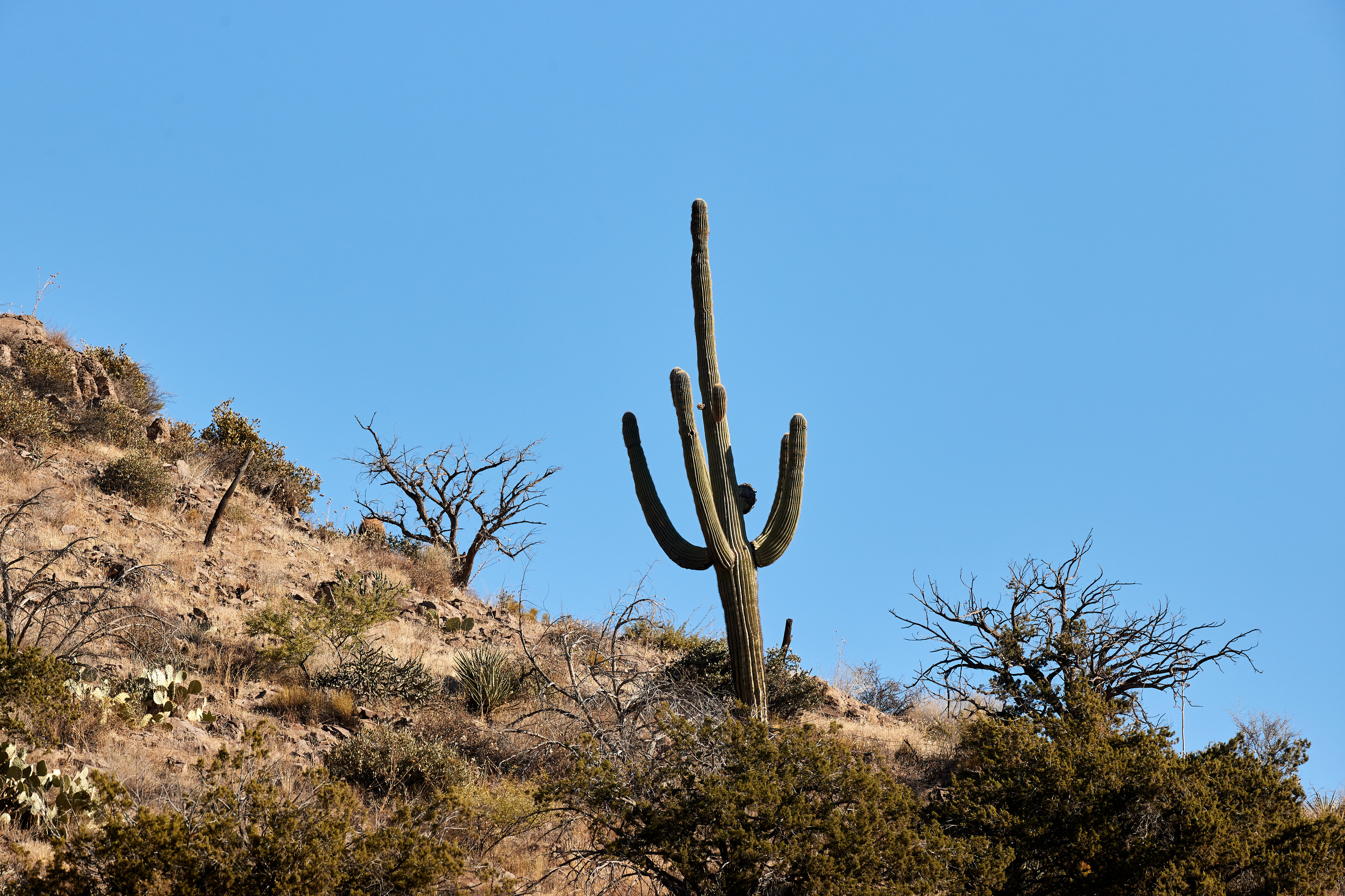 cactus, mountain, nature, trees, bush