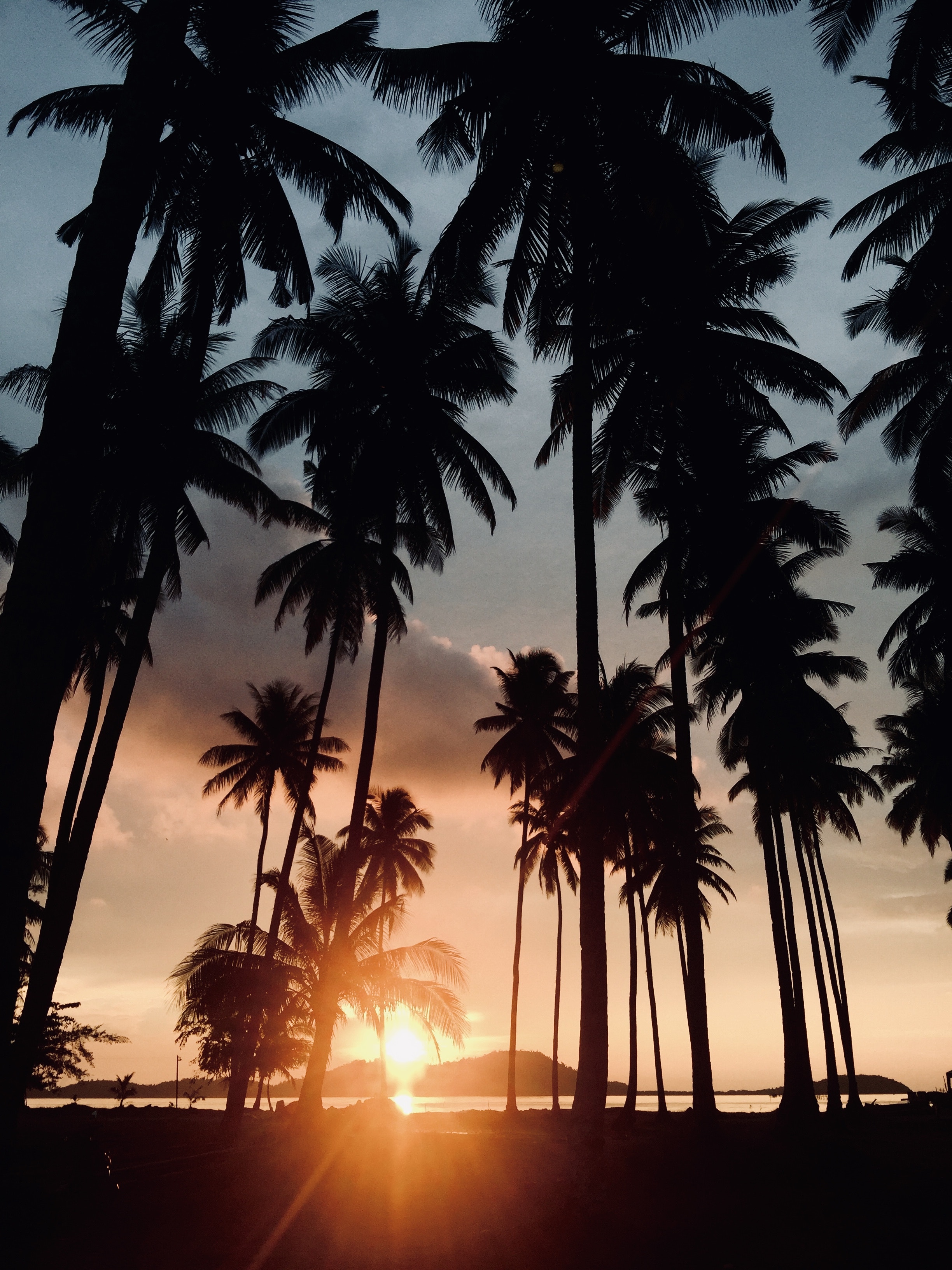 nature, trees, sunset, palms, tropics, sunlight 1080p