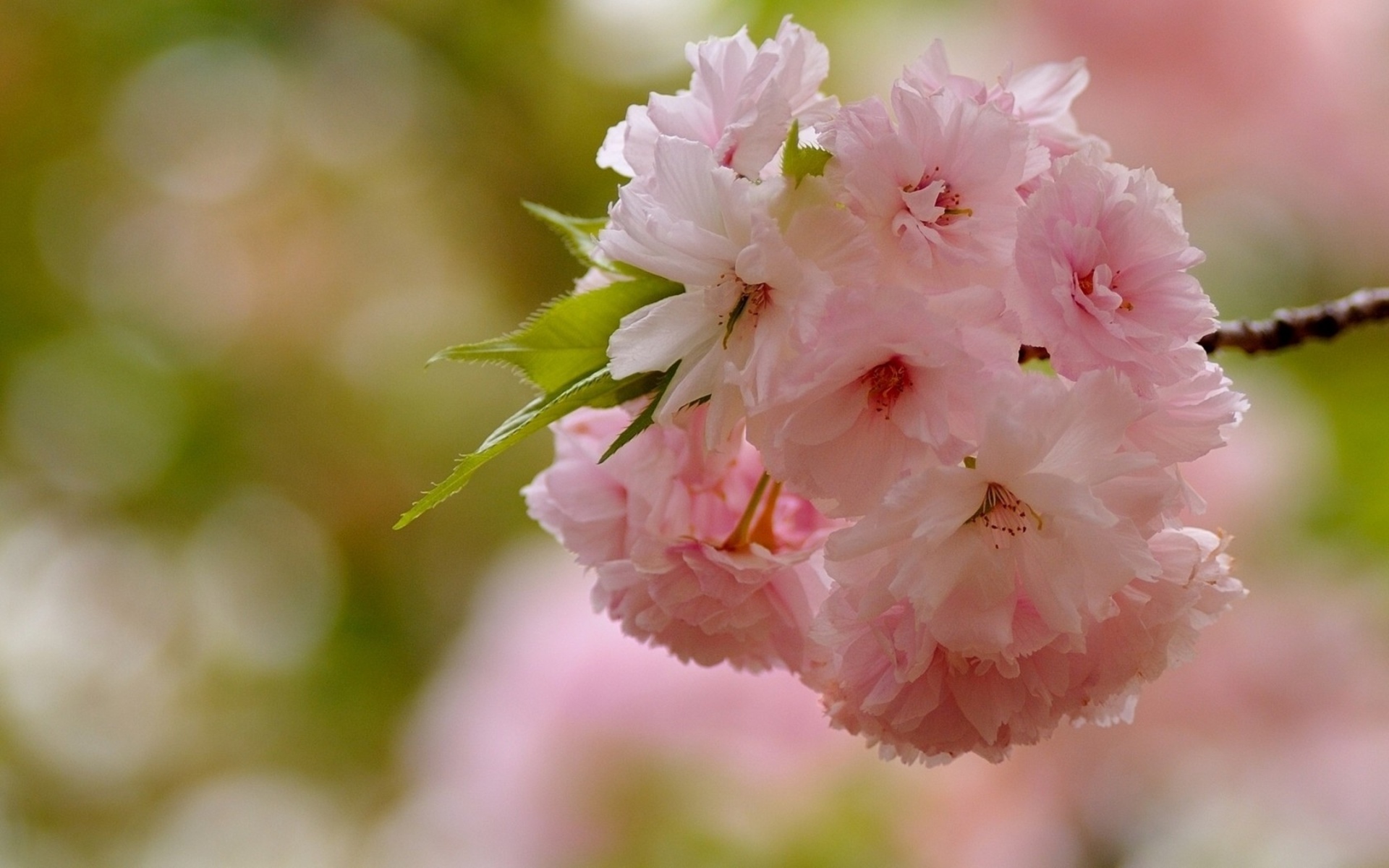 Free download wallpaper Blossom, Flowers, Earth on your PC desktop