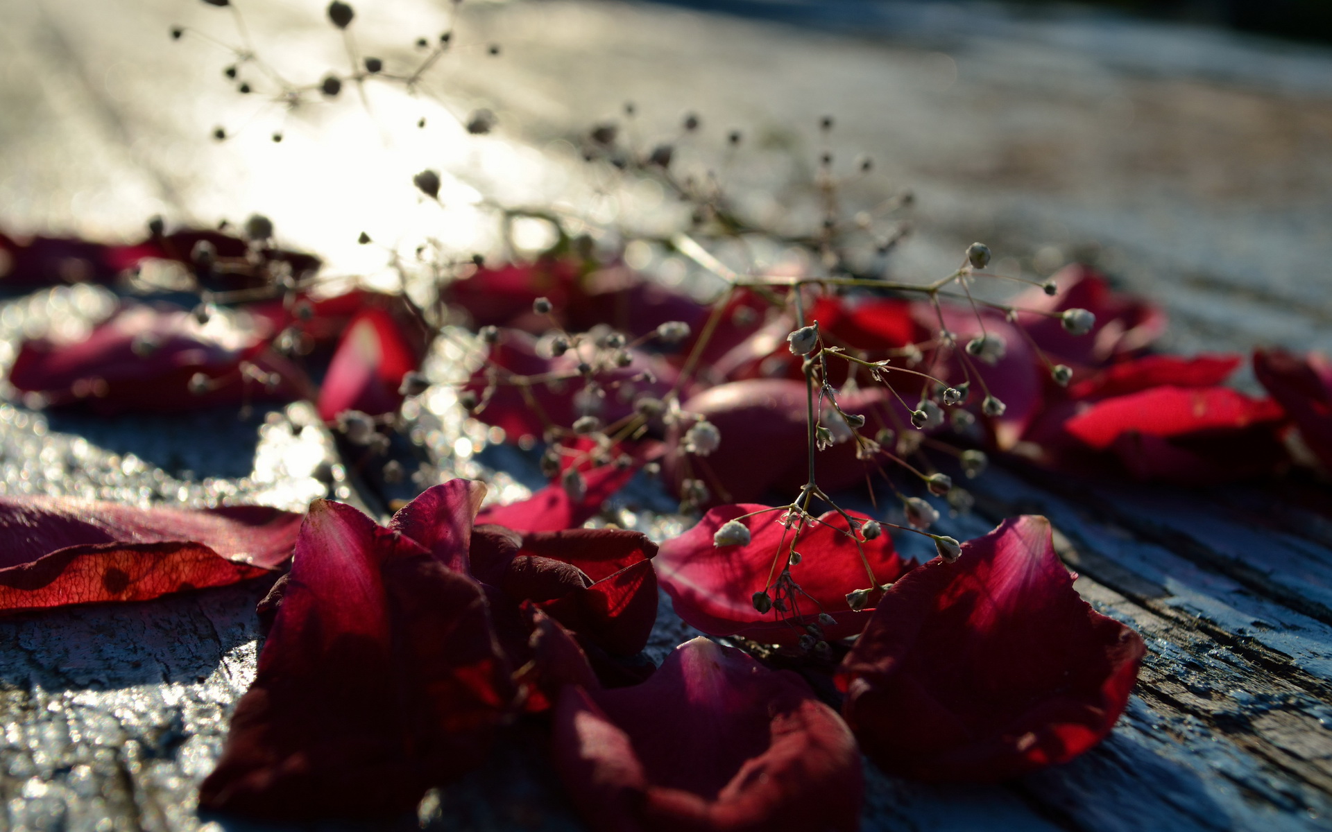 309055 Bildschirmschoner und Hintergrundbilder Blumen auf Ihrem Telefon. Laden Sie  Bilder kostenlos herunter