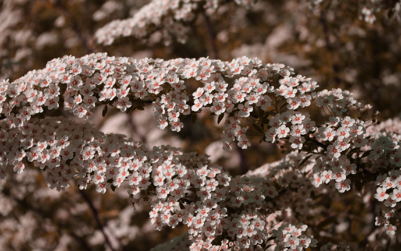 Free download wallpaper Blossom, Flowers, Earth on your PC desktop