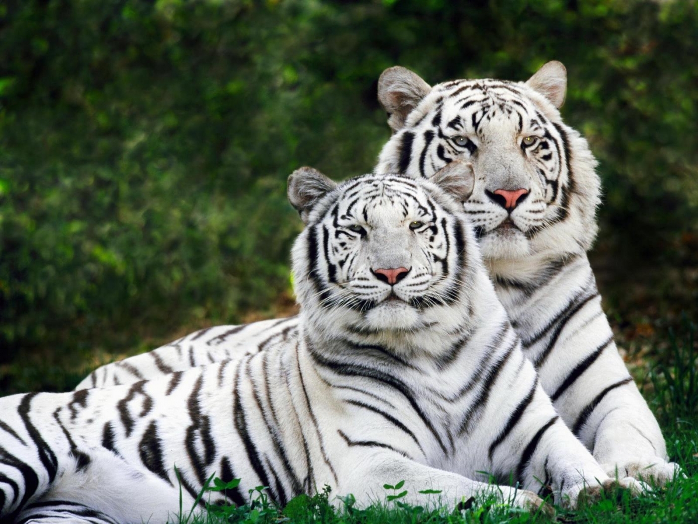 49533 descargar fondo de pantalla tigres, animales: protectores de pantalla e imágenes gratis