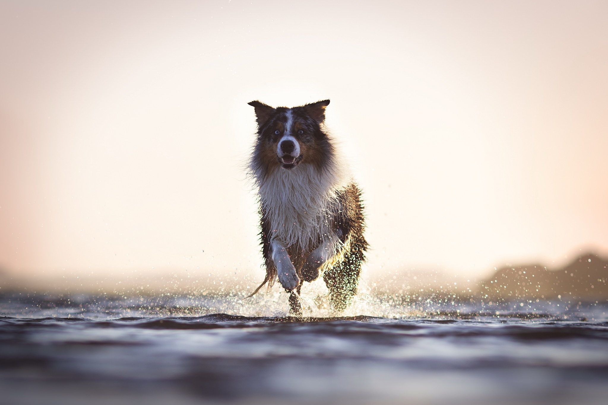 Descarga gratuita de fondo de pantalla para móvil de Animales, Perros, Agua, Perro, Profundidad De Campo, Collie De La Frontera.