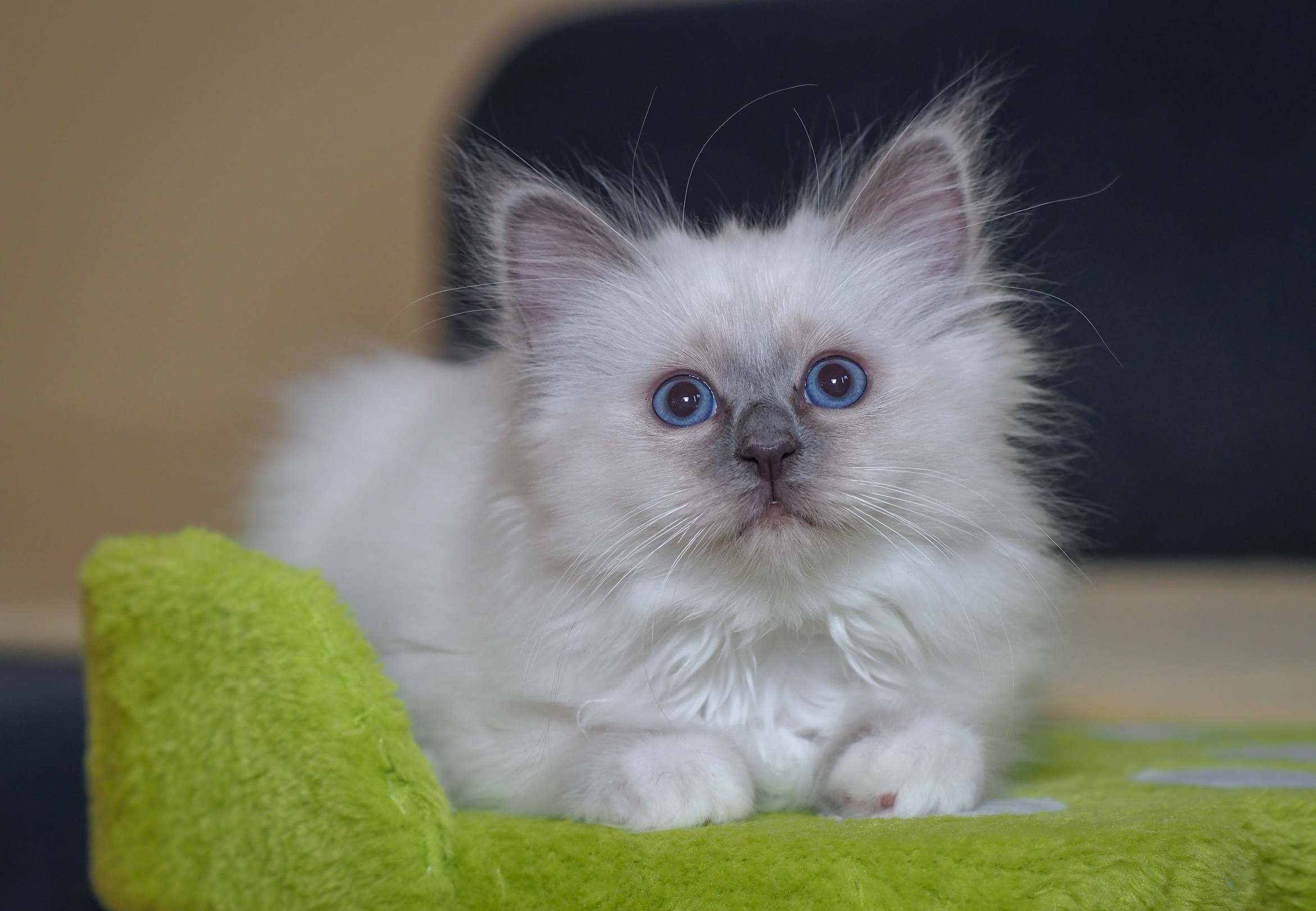 Baixar papel de parede para celular de Animais, Gatos, Gato gratuito.