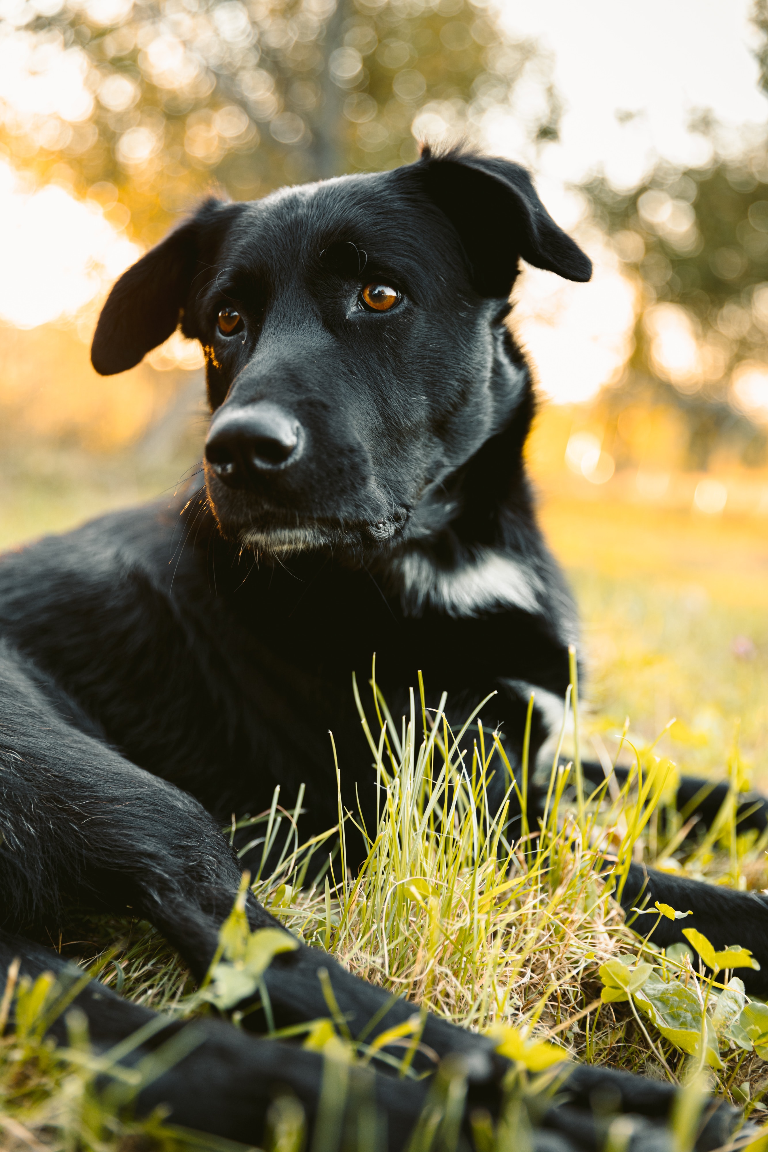 Popular Labrador Retriever Image for Phone