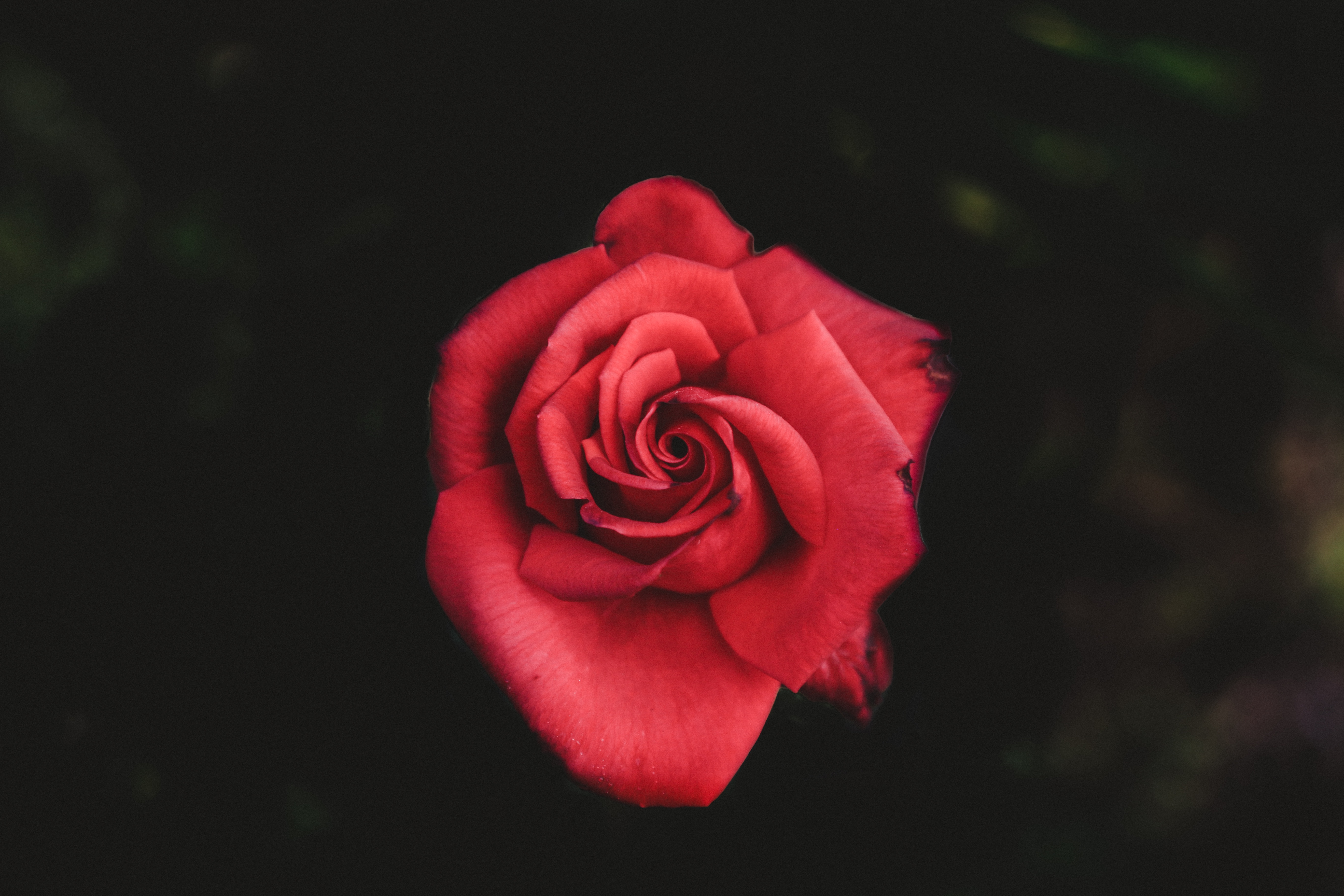 Скачать картинку Роза, Красный, Бутон, Лепестки, Цветы в телефон бесплатно.