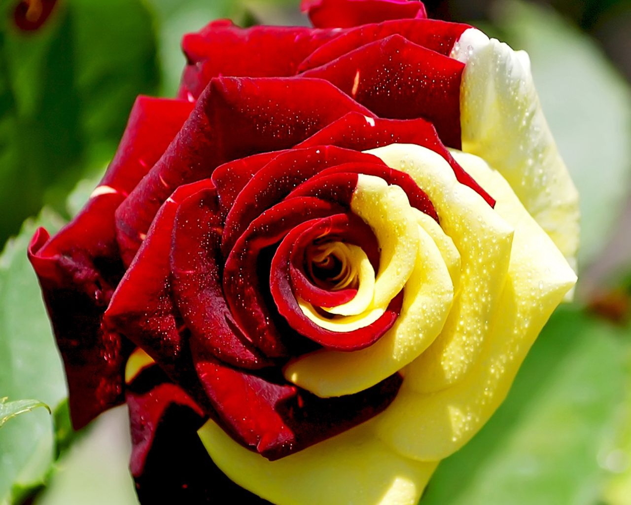Скачать картинку Розы, Растения, Цветы в телефон бесплатно.