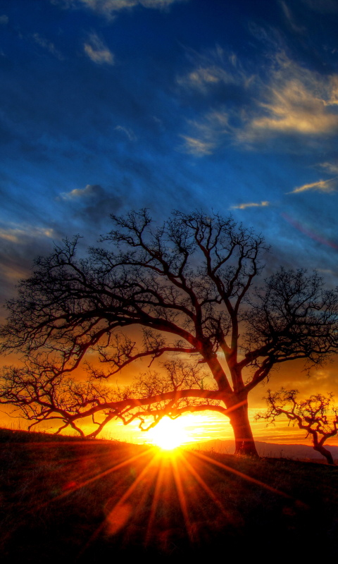 Download mobile wallpaper Nature, Sunset, Tree, Earth, Sunbeam, Sunbean for free.