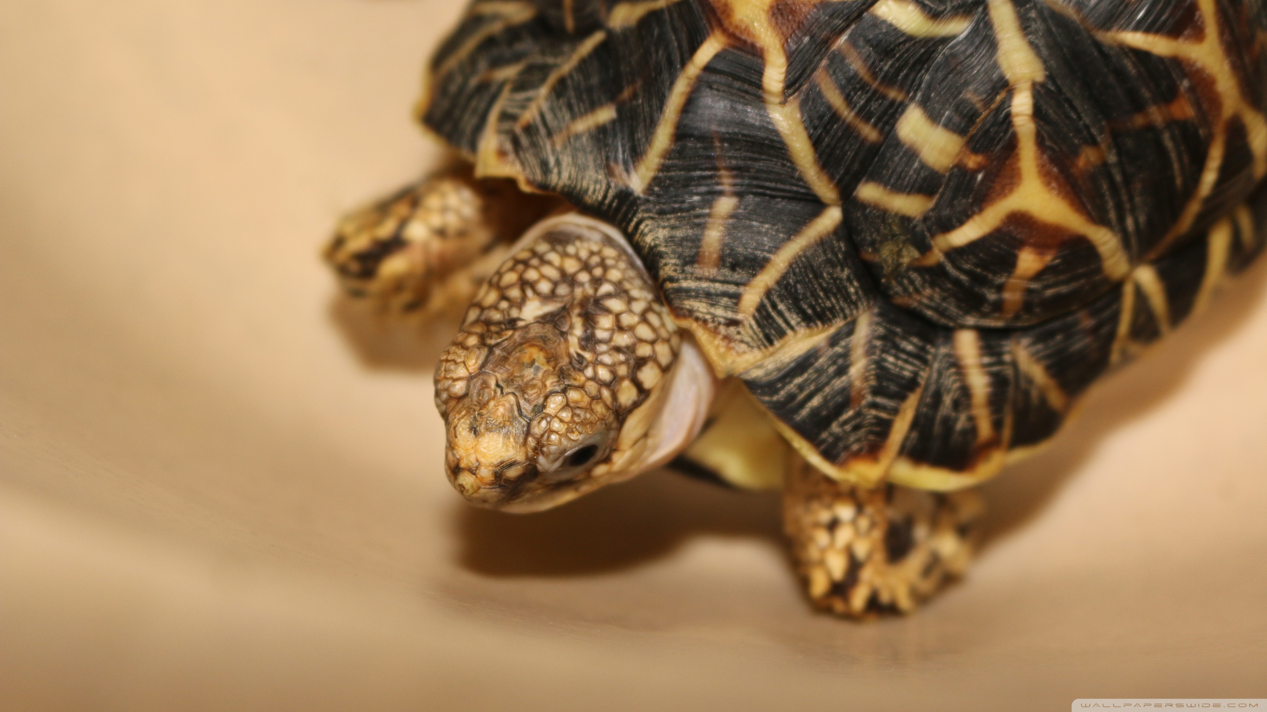 337097 Bild herunterladen tiere, landschildkröten, schildkröten - Hintergrundbilder und Bildschirmschoner kostenlos