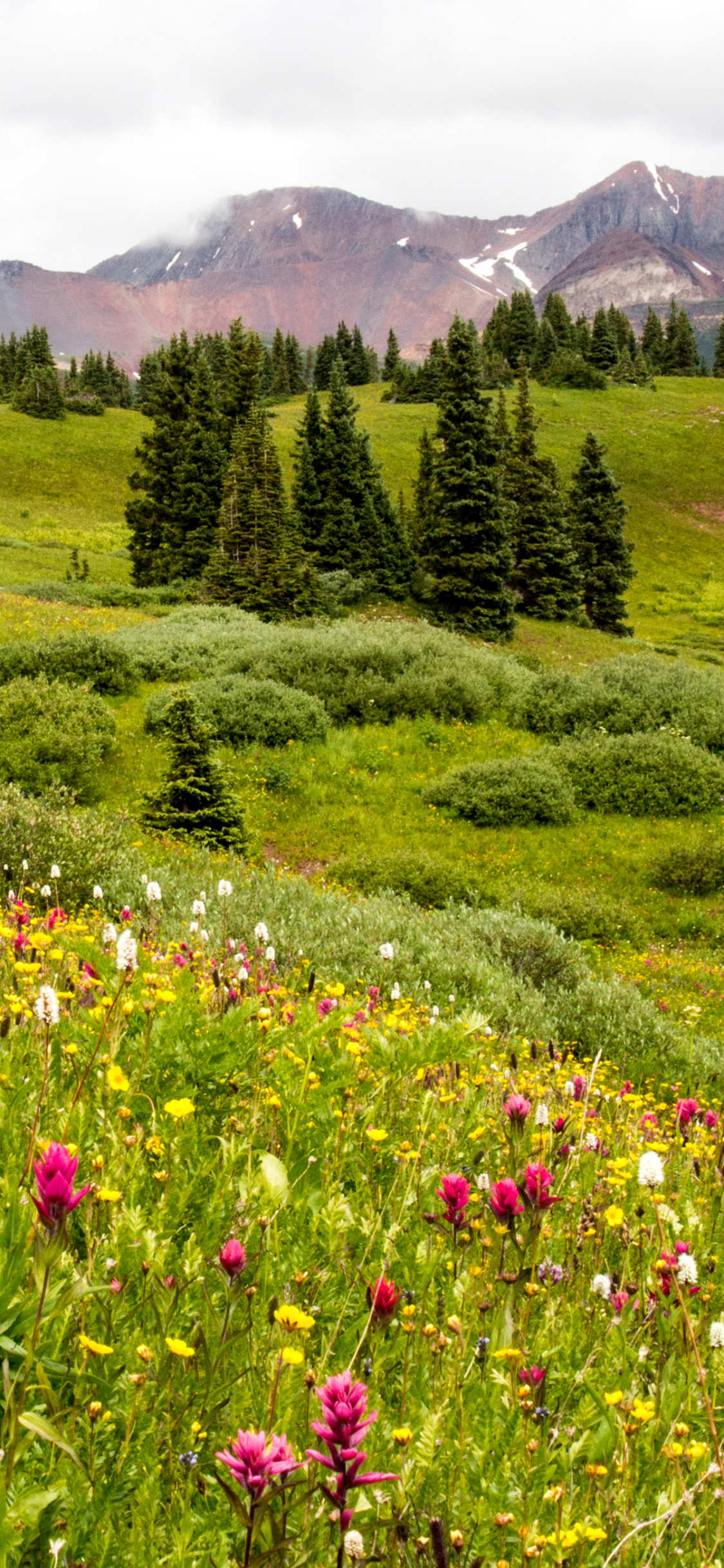 Download mobile wallpaper Landscape, Nature, Mountain, Flower, Earth, Meadow for free.