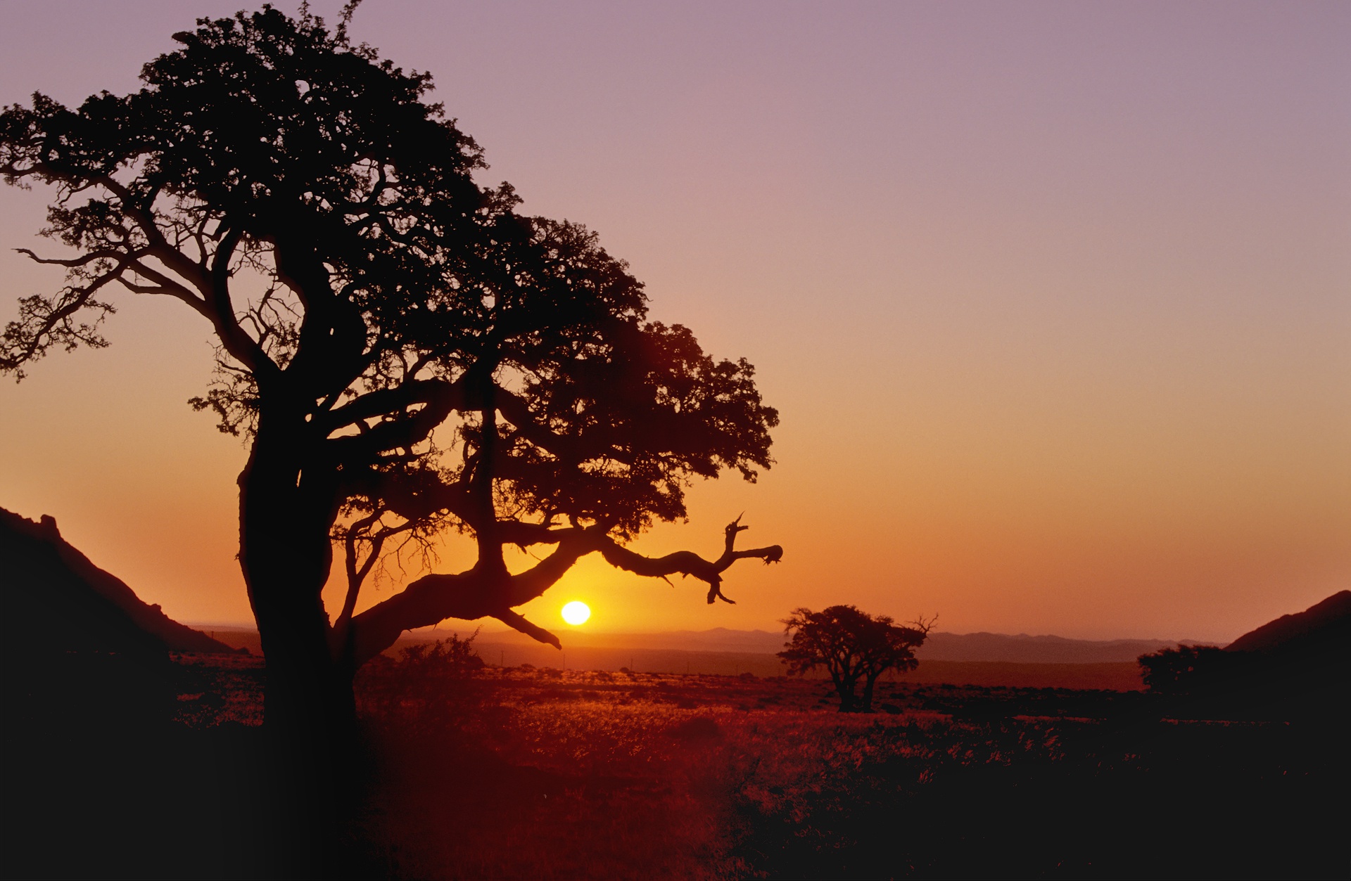 Download mobile wallpaper Trees, Sunset, Sun, Tree, Earth for free.