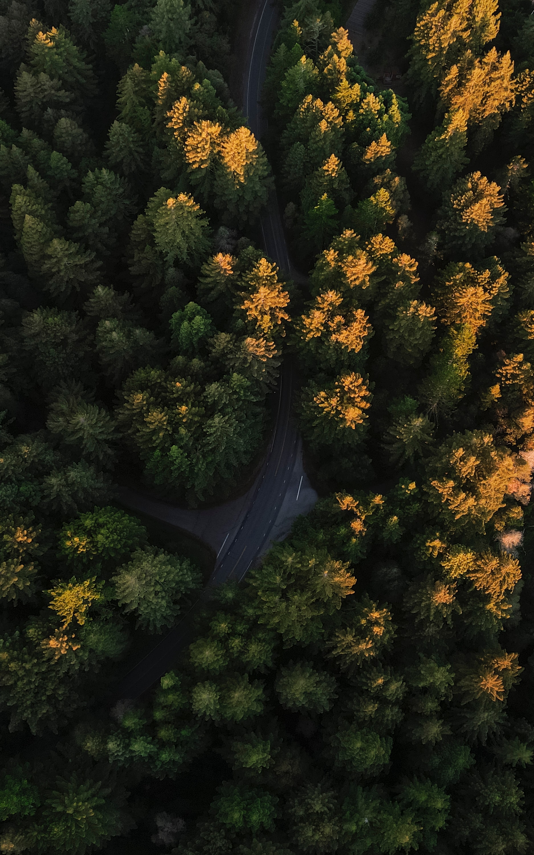 view from above, nature, trees, road, forest, winding, sinuous cellphone
