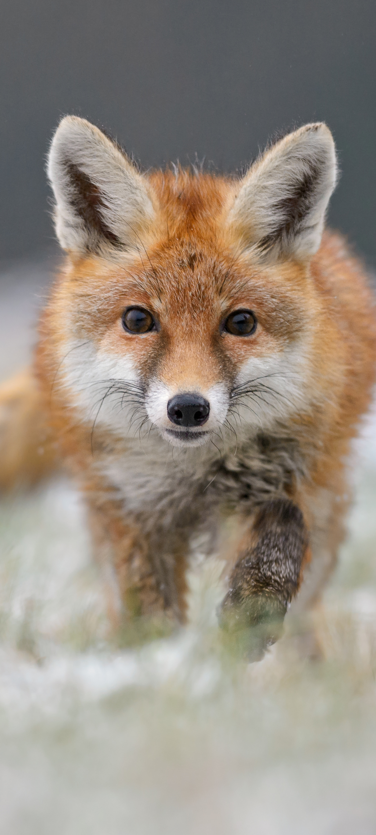 Download mobile wallpaper Fox, Animal for free.