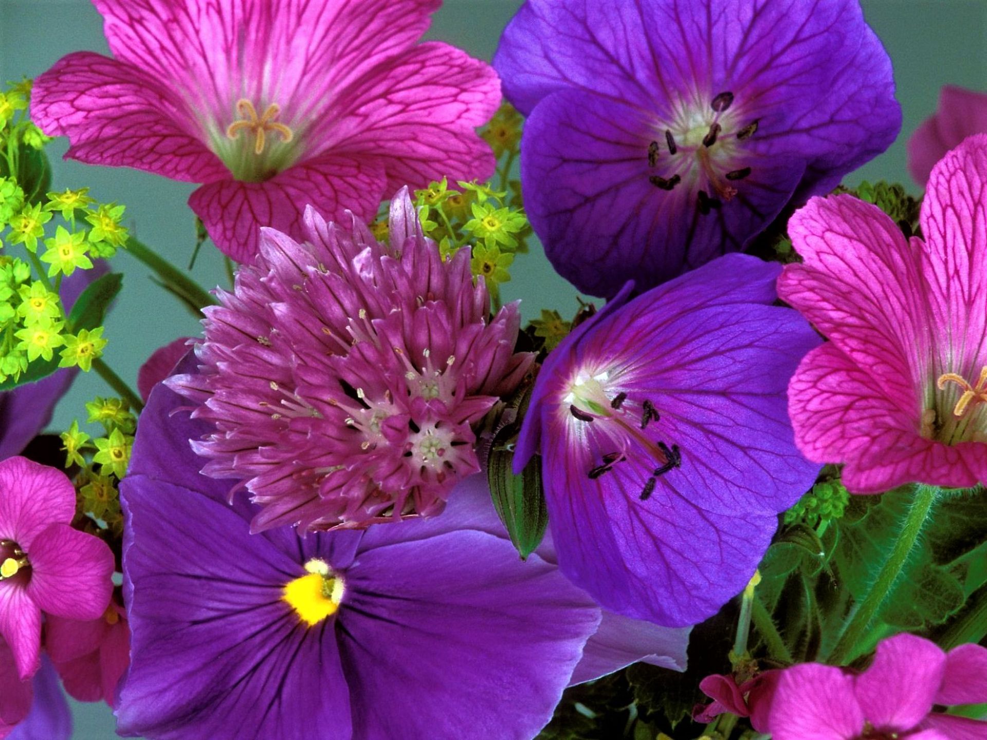 Скачать обои бесплатно Цветок, Фиолетовый Цветок, Земля/природа, Розовый Цветок, Флауэрсы картинка на рабочий стол ПК