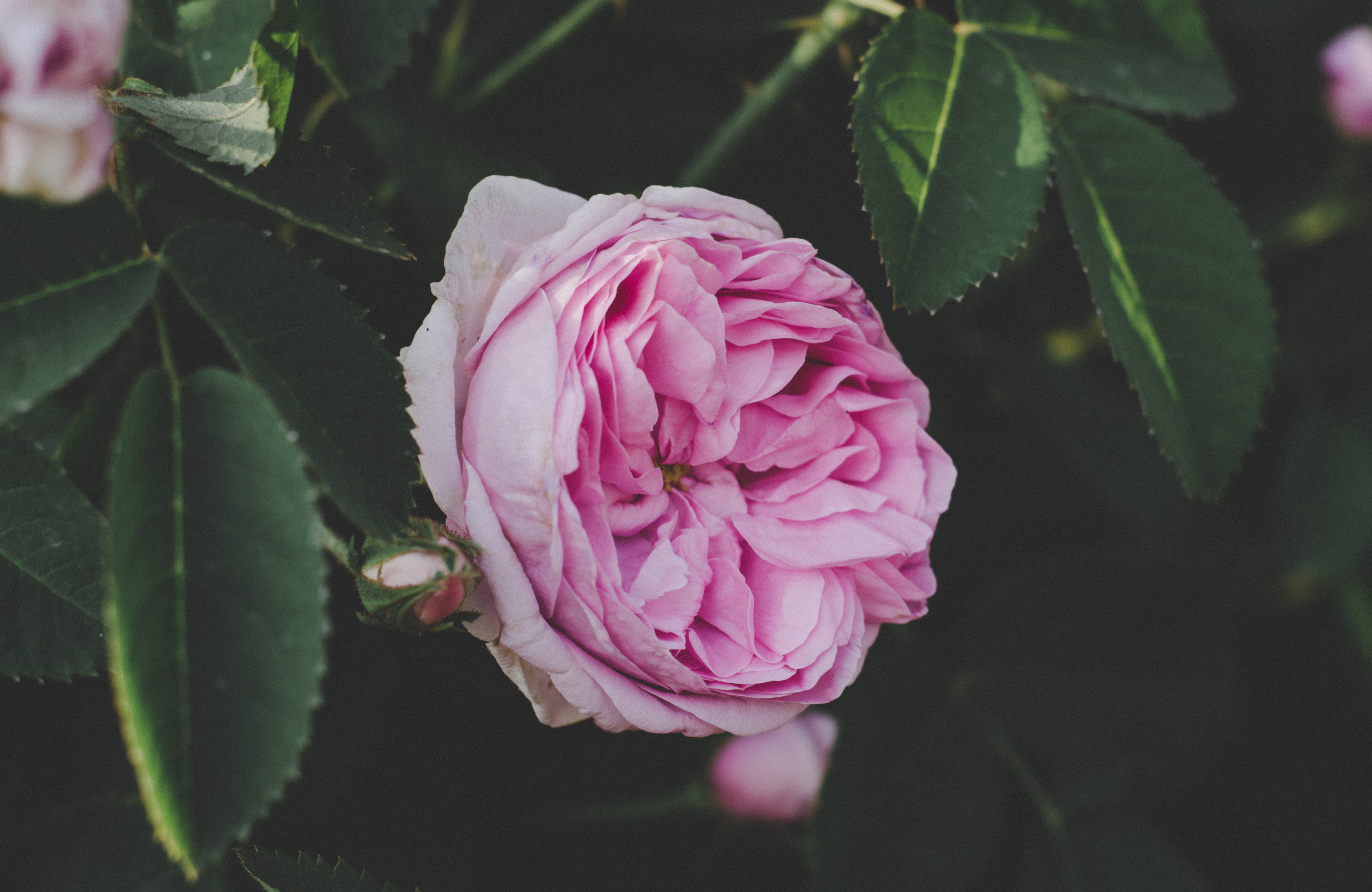 Téléchargez des papiers peints mobile Feuilles, Bourgeon, Fleurs, Jardin, Fleur, Une Rose, Rose gratuitement.