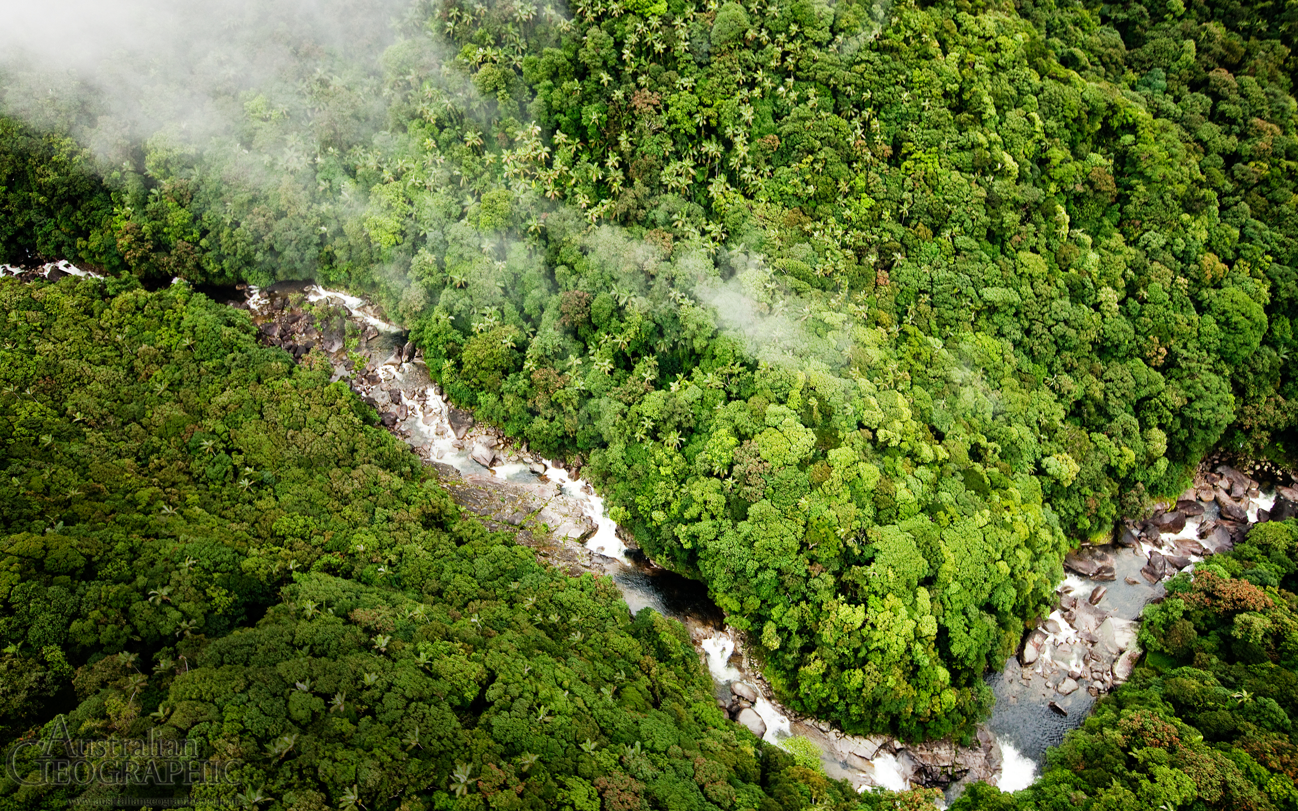 607660 Bild herunterladen erde/natur, daintree regenwald, wald - Hintergrundbilder und Bildschirmschoner kostenlos