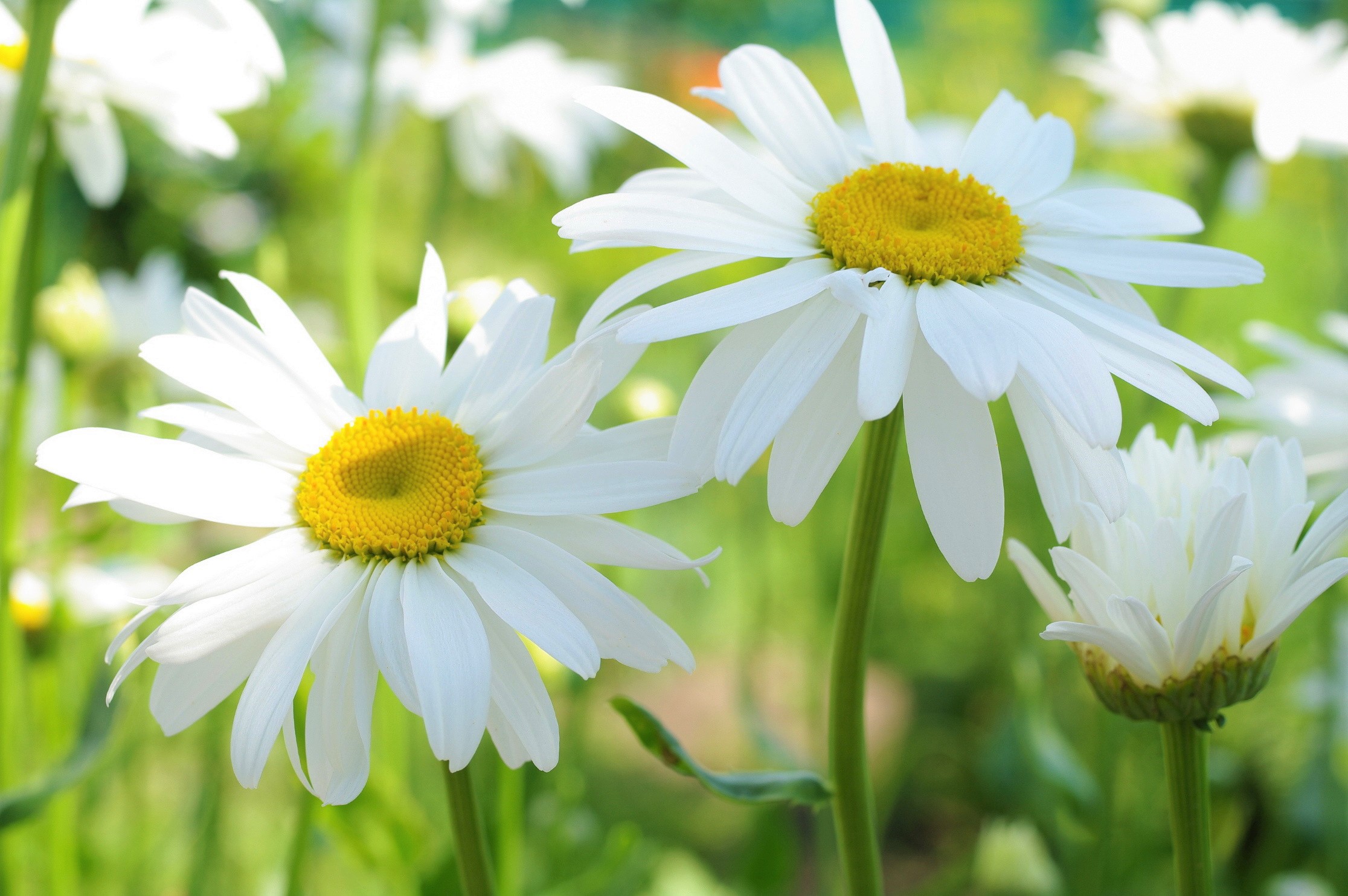 Laden Sie das Blumen, Kamille, Blume, Weiße Blume, Erde/natur-Bild kostenlos auf Ihren PC-Desktop herunter
