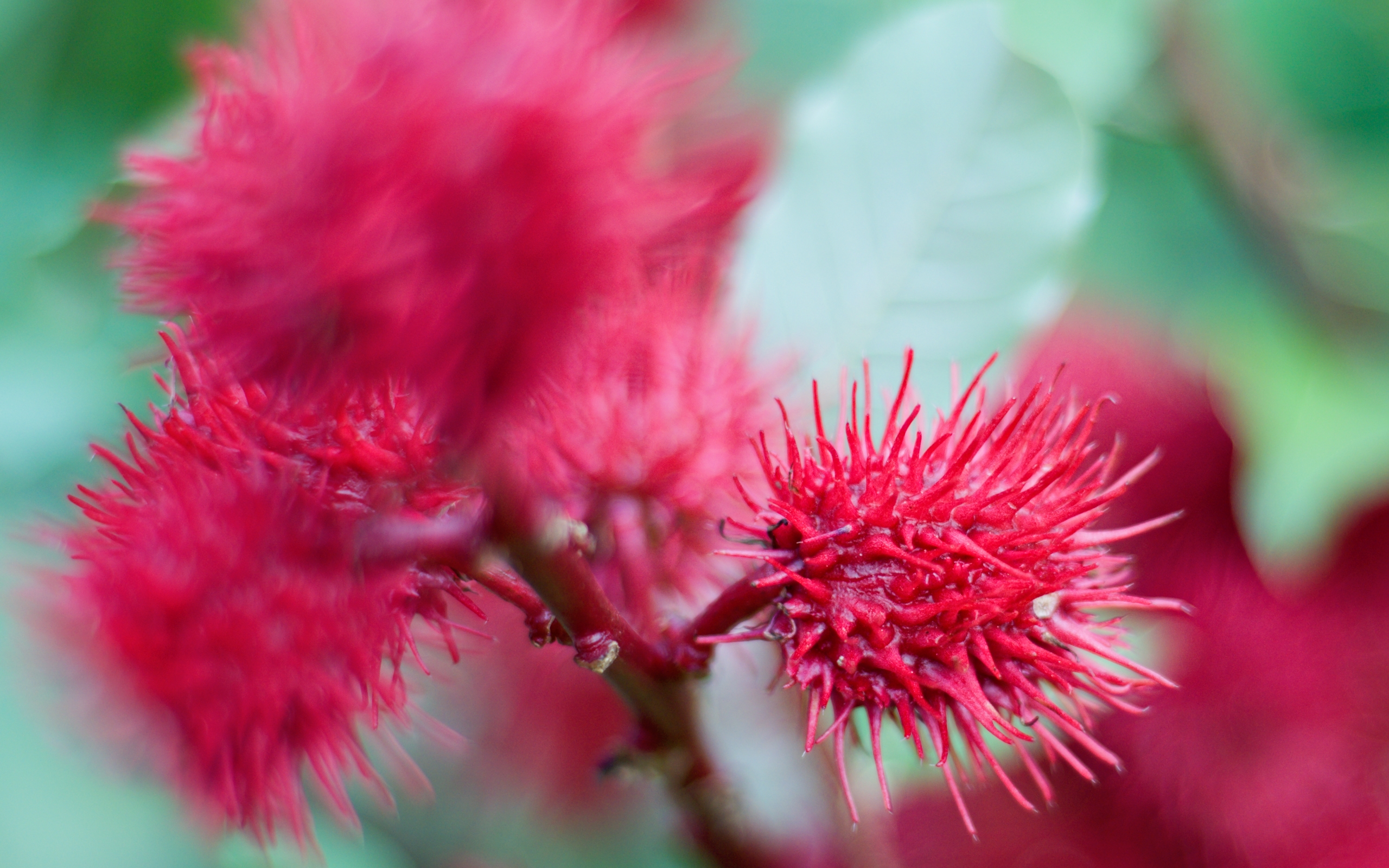 Descarga gratuita de fondo de pantalla para móvil de Flores, Flor, Tierra/naturaleza.