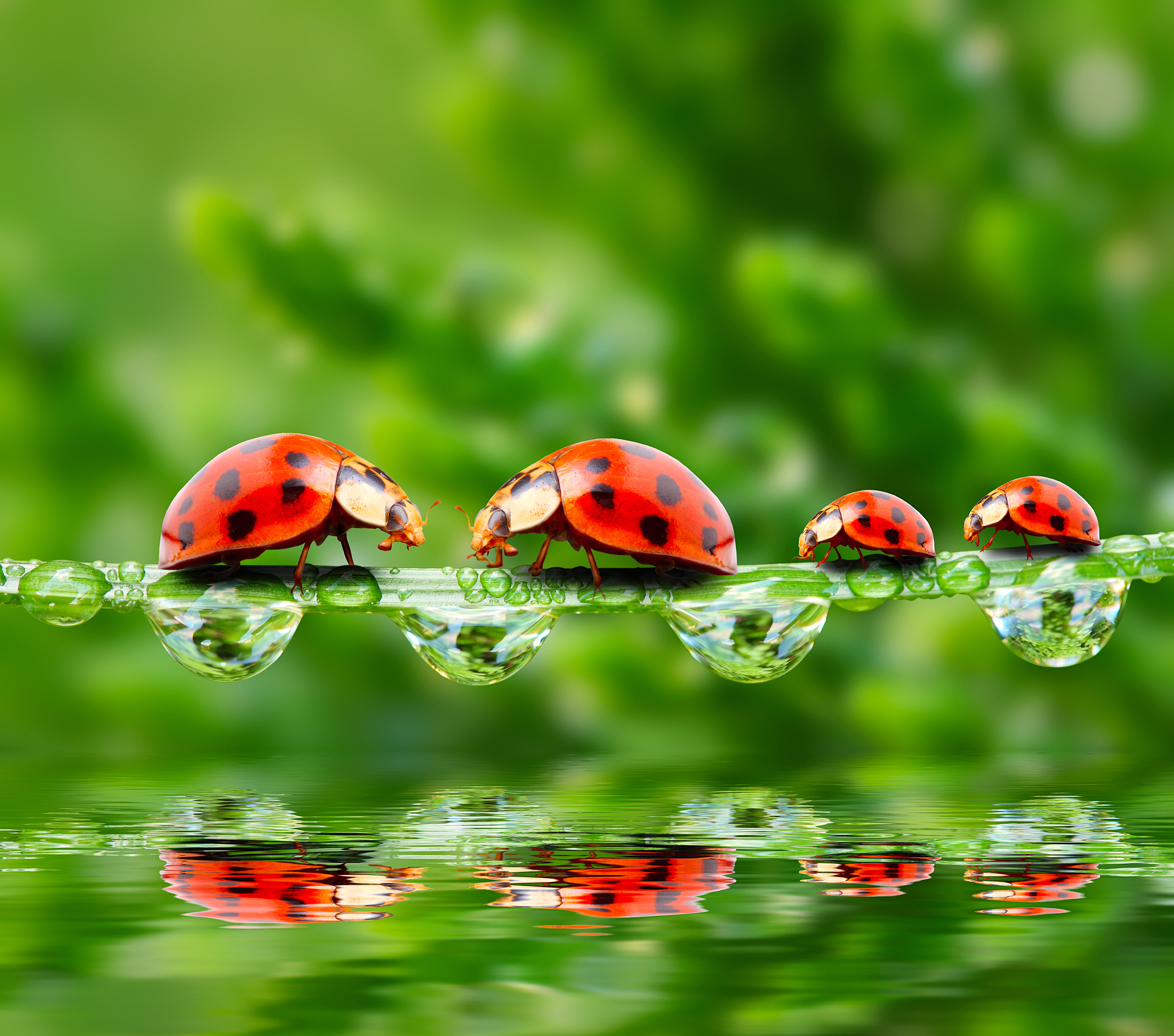 Download mobile wallpaper Water, Reflection, Macro, Insect, Animal, Ladybug, Water Drop for free.