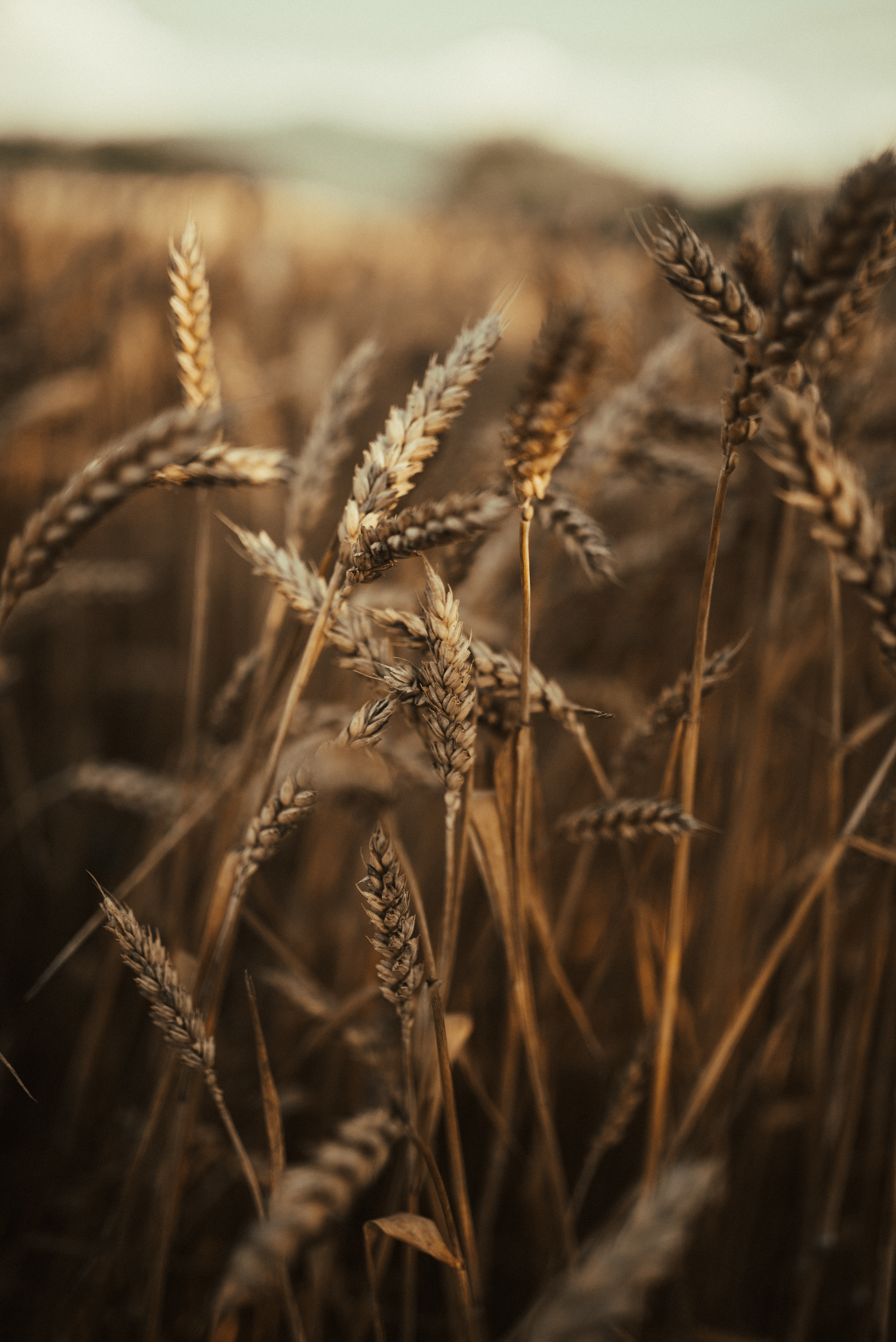 71695 скачать обои пшеница, колосья, природа, трава, поле, сухой - заставки и картинки бесплатно