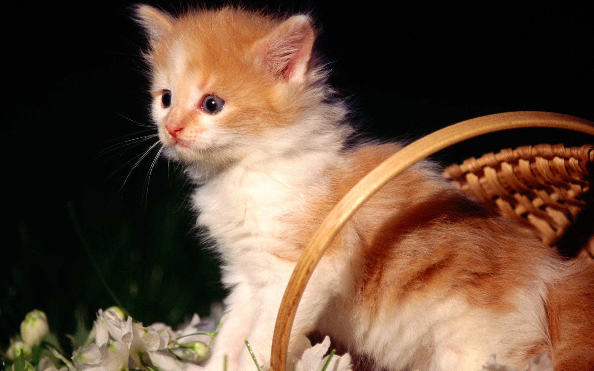 Baixe gratuitamente a imagem Animais, Gatos, Gato na área de trabalho do seu PC