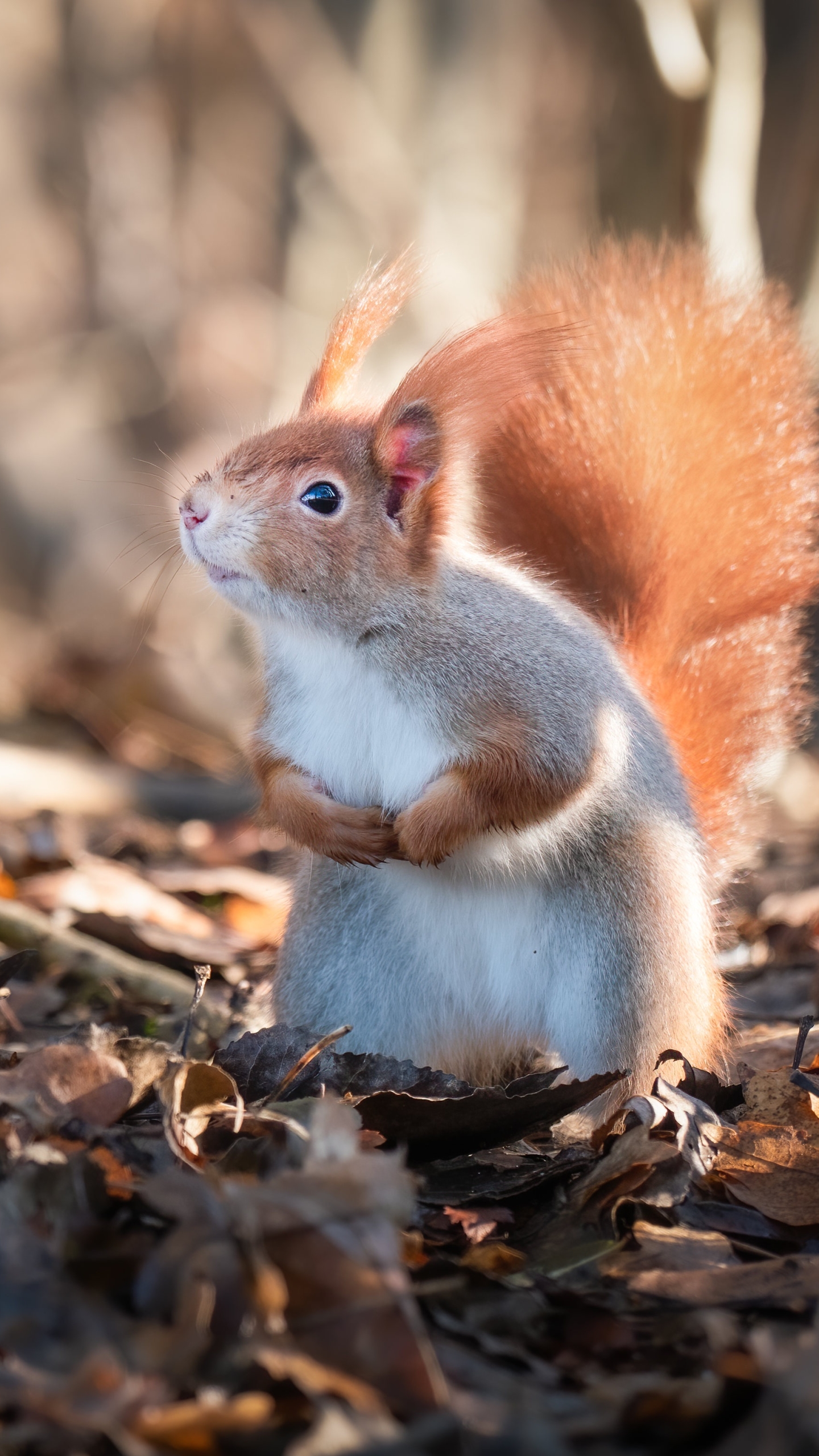 Handy-Wallpaper Tiere, Eichhörnchen, Nagetier kostenlos herunterladen.