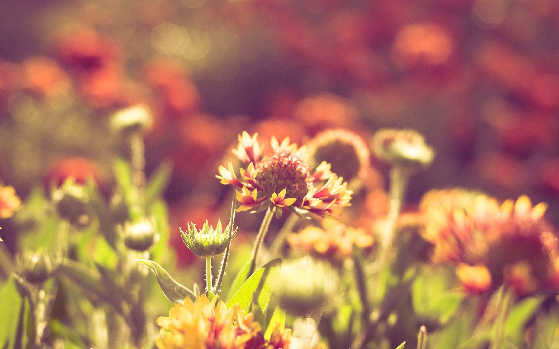 Laden Sie das Grass, Sun, Makro, Scheinen, Blumen, Licht, Feld-Bild kostenlos auf Ihren PC-Desktop herunter