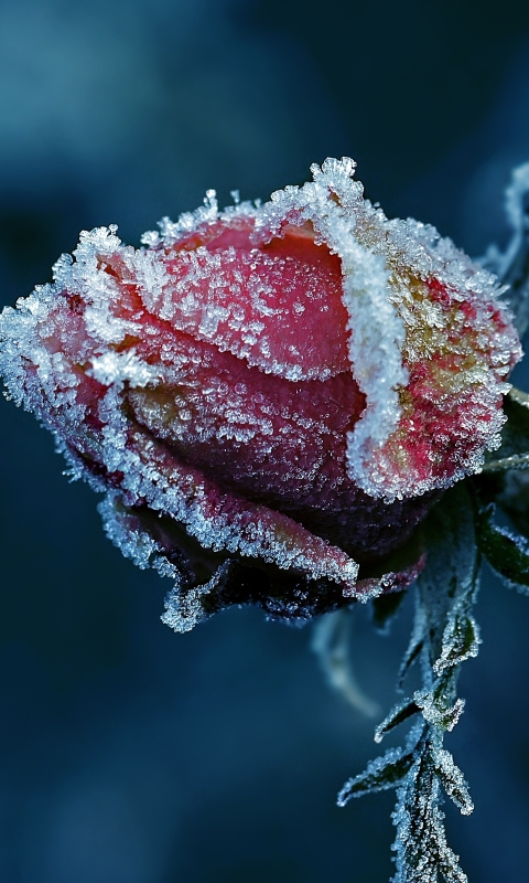 Descarga gratuita de fondo de pantalla para móvil de Flores, Rosa, Tierra/naturaleza.