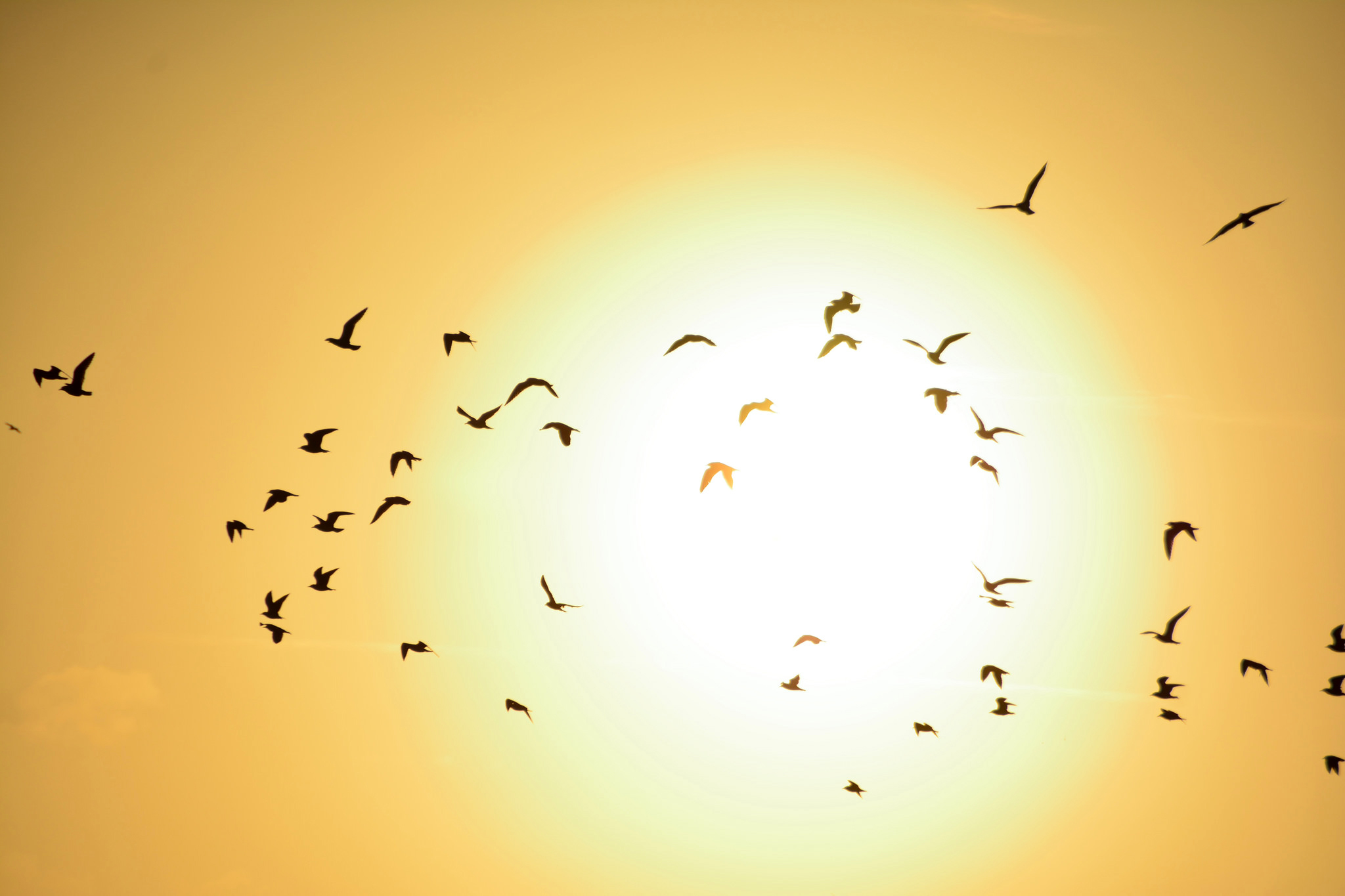 Download mobile wallpaper Birds, Sun, Silhouette, Bird, Animal for free.