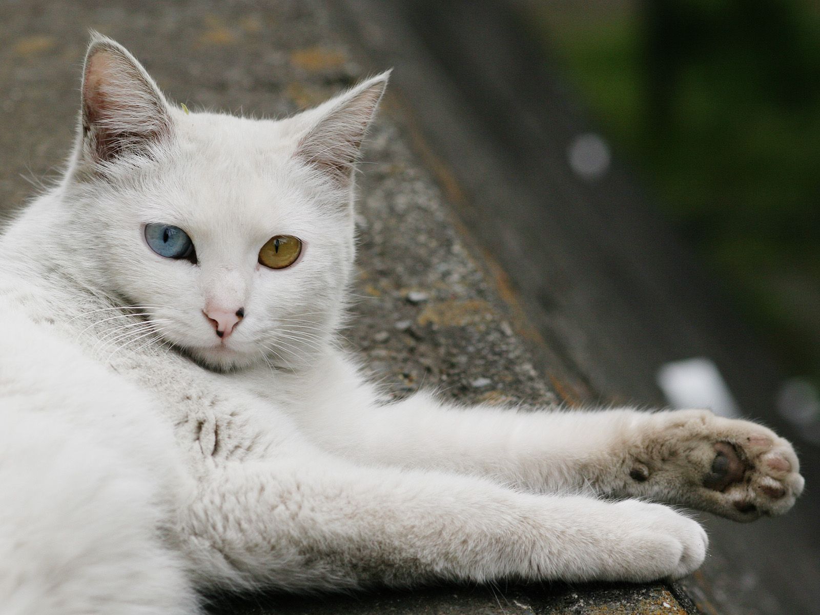 Descarga gratuita de fondo de pantalla para móvil de Gato, Gatos, Animales.