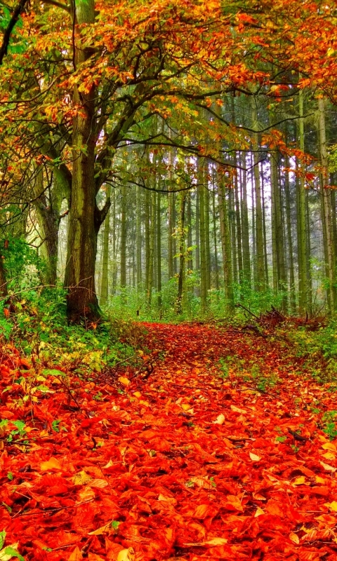 Download mobile wallpaper Nature, Forest, Leaf, Fall, Earth, Path for free.