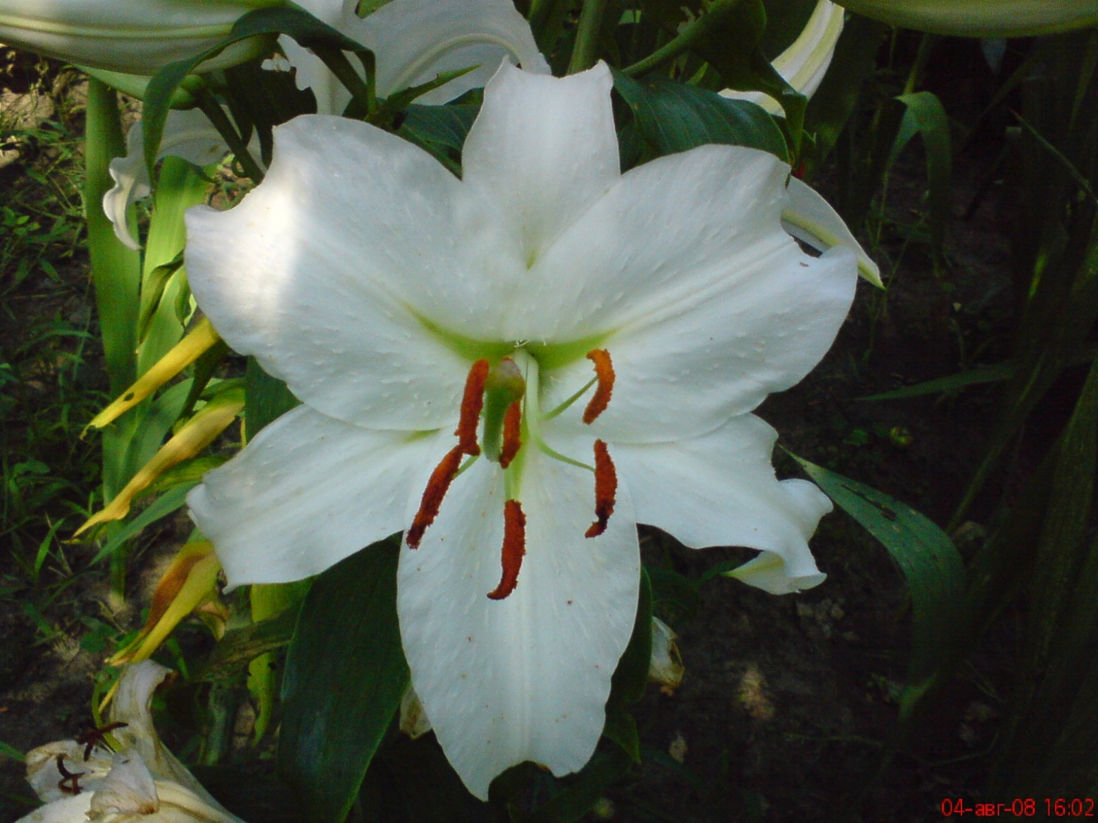 Téléchargez gratuitement l'image Plantes, Lilies, Fleurs sur le bureau de votre PC
