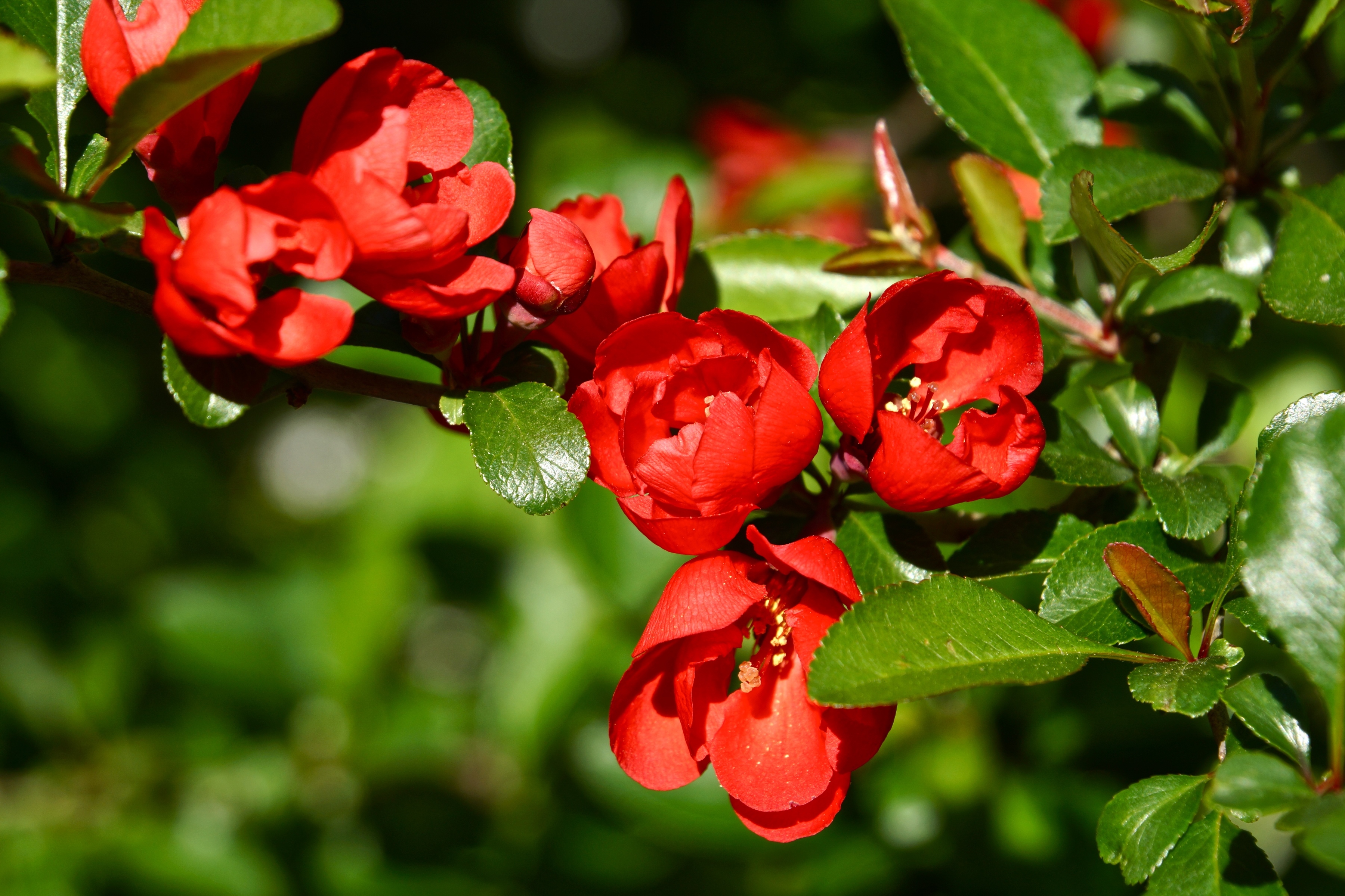 Descarga gratis la imagen Flores, Flor, Florecer, Rama, Tierra/naturaleza en el escritorio de tu PC