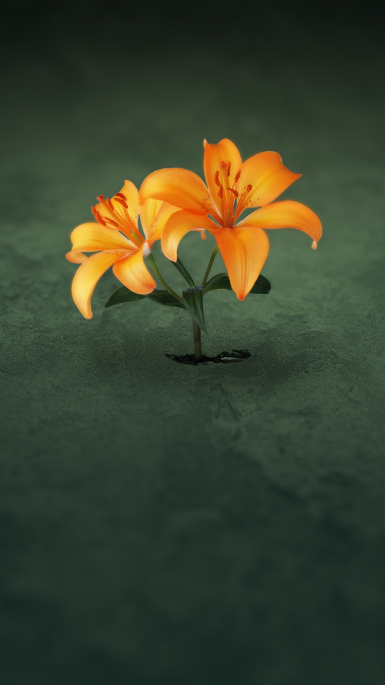 Download mobile wallpaper Flowers, Flower, Lily, Artistic for free.