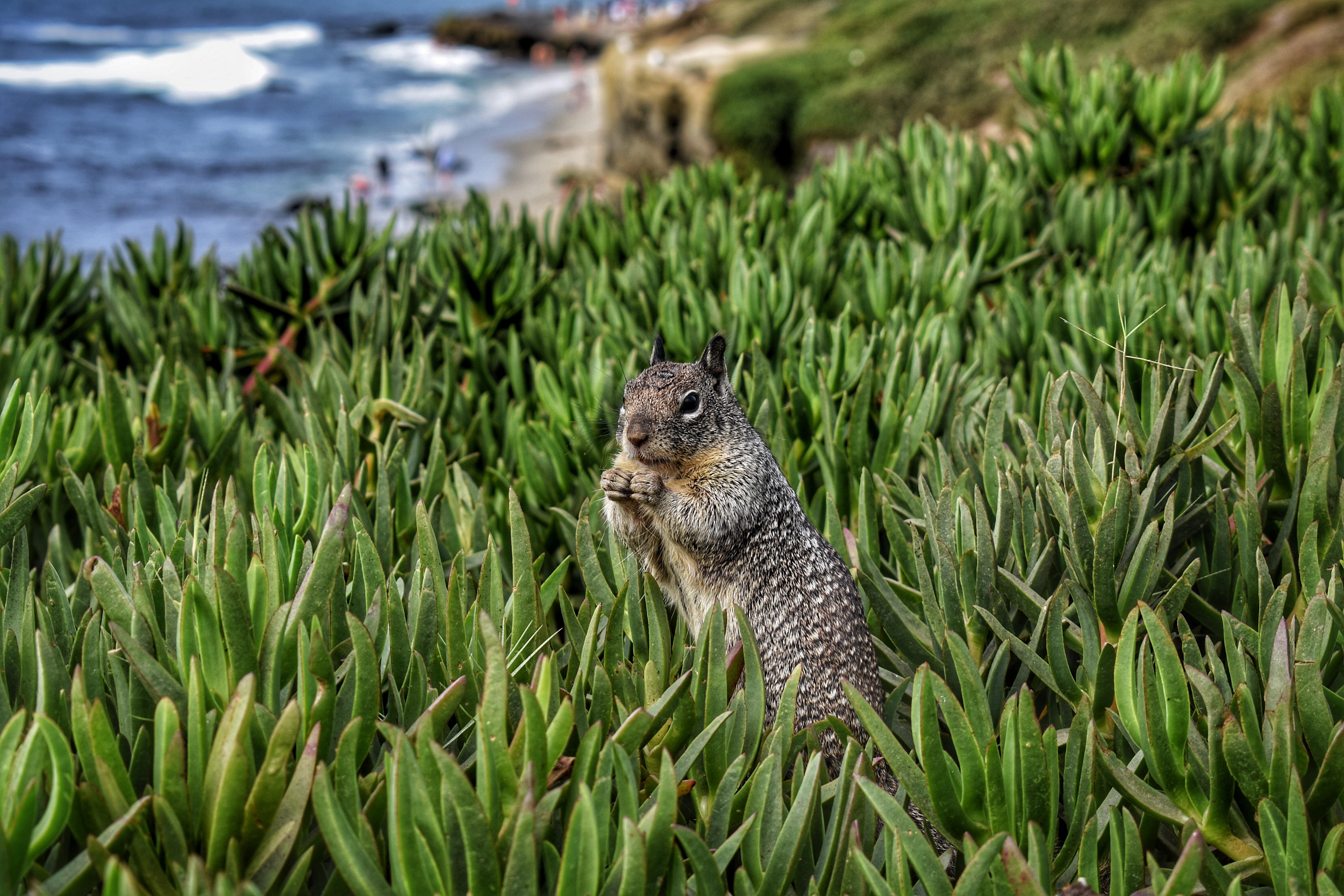 Laden Sie das Grass, Tiere, Nagetier, Eichhörnchen-Bild kostenlos auf Ihren PC-Desktop herunter