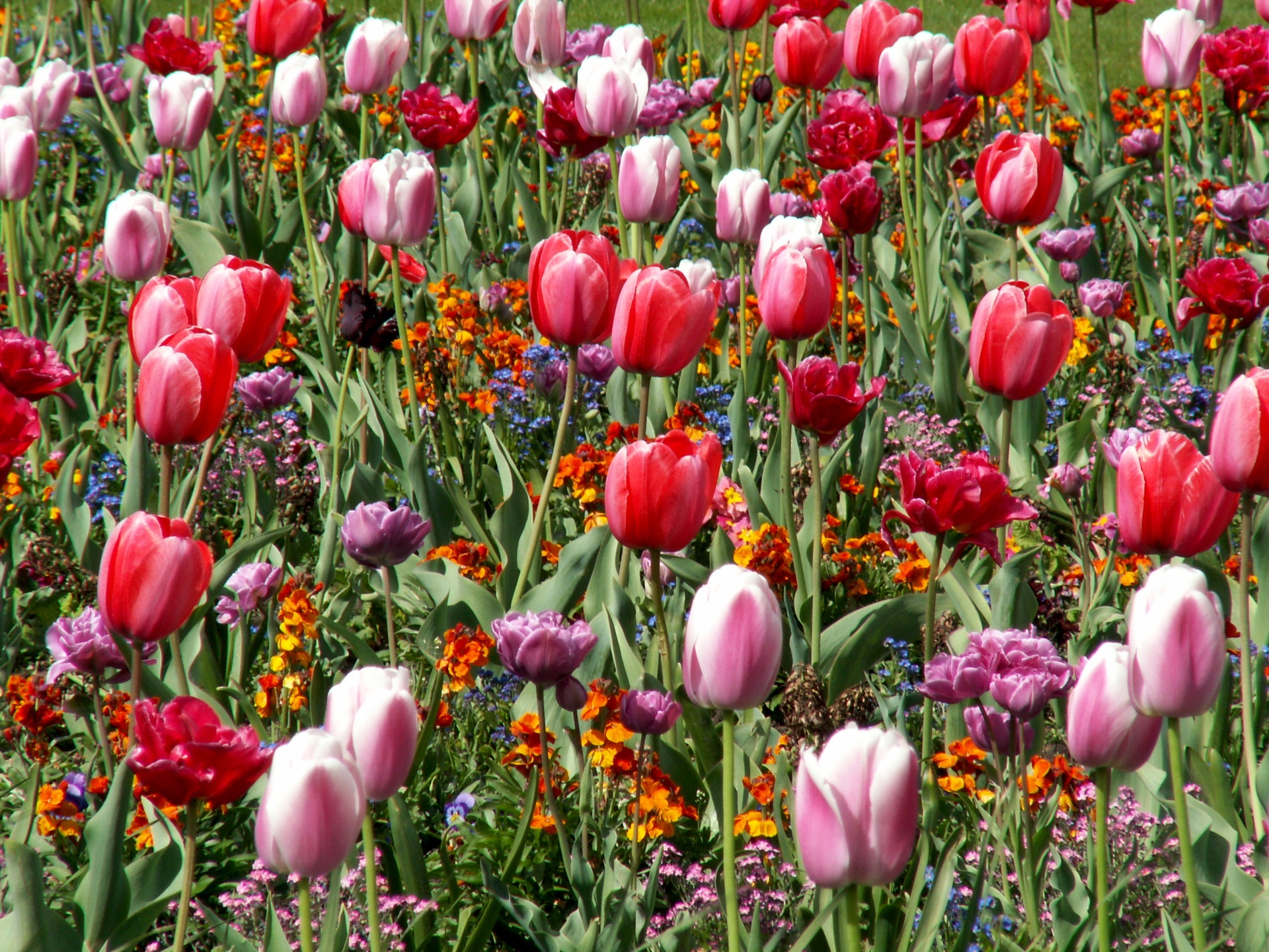 84773 descargar fondo de pantalla flores, tulipanes, cama de flores, parterre, primavera, estado animico, humor: protectores de pantalla e imágenes gratis